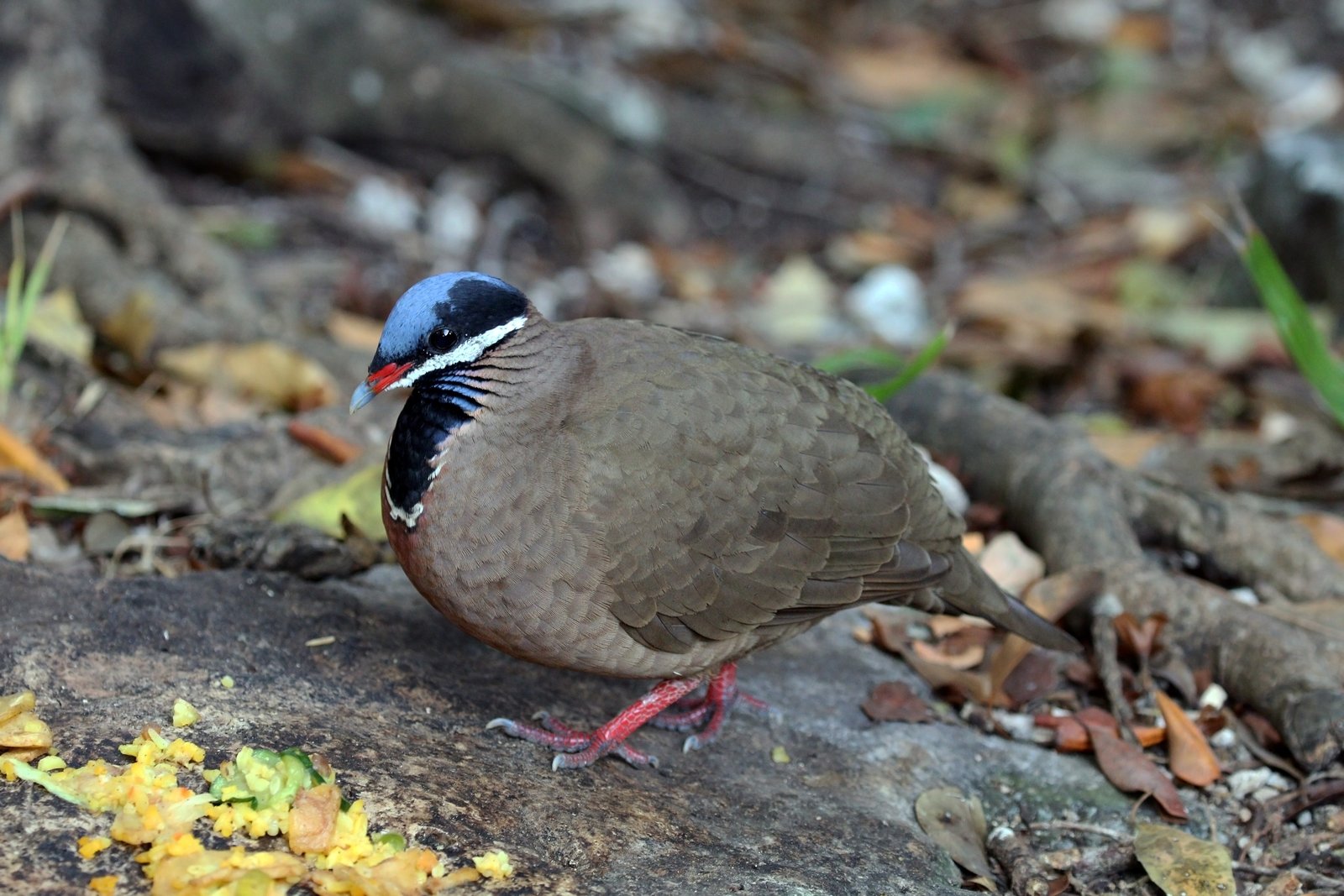 Blauwkopkwartelduif (Starnoenas cyanocephala)