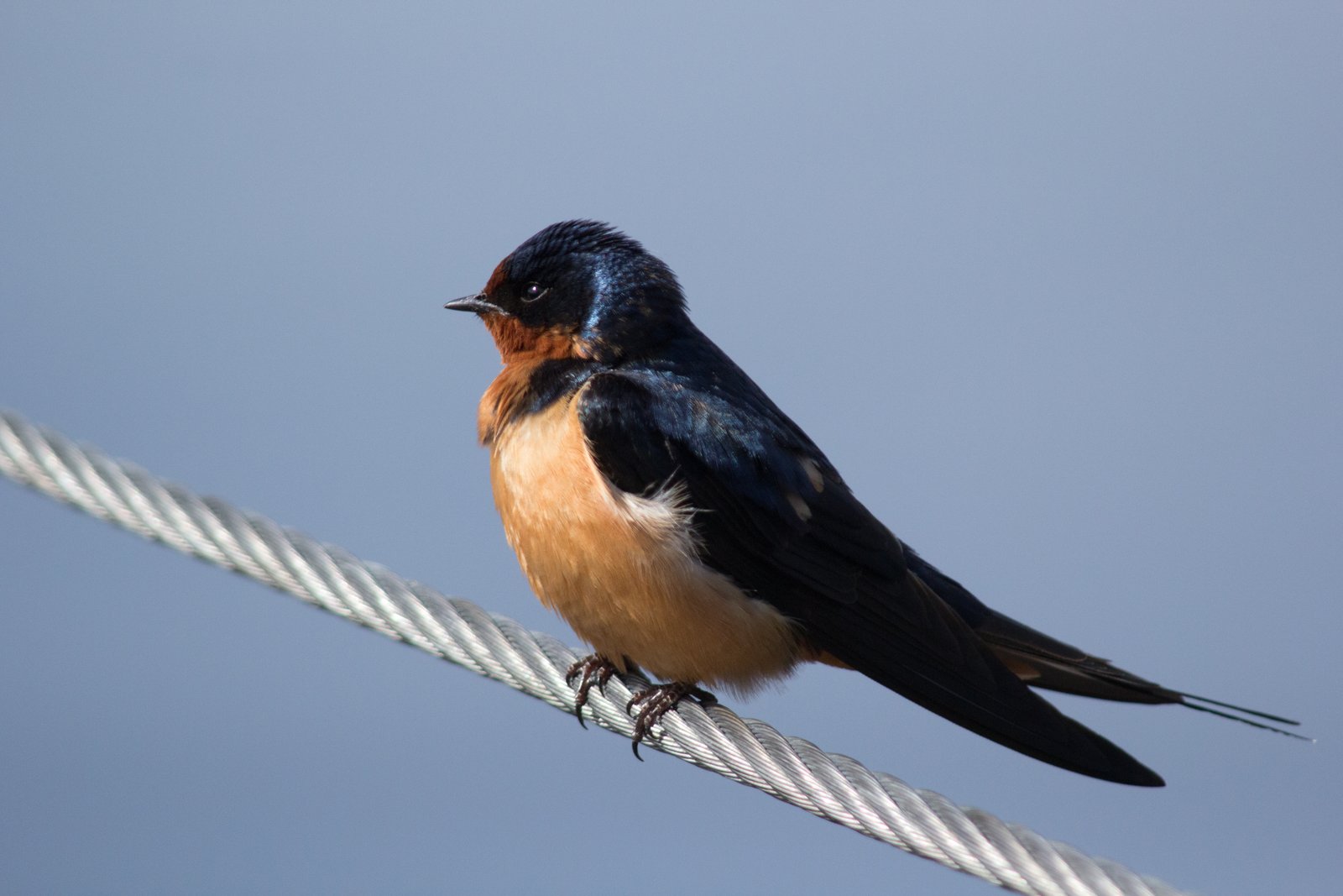 Boerenzwaluw (Hirundo rustica)