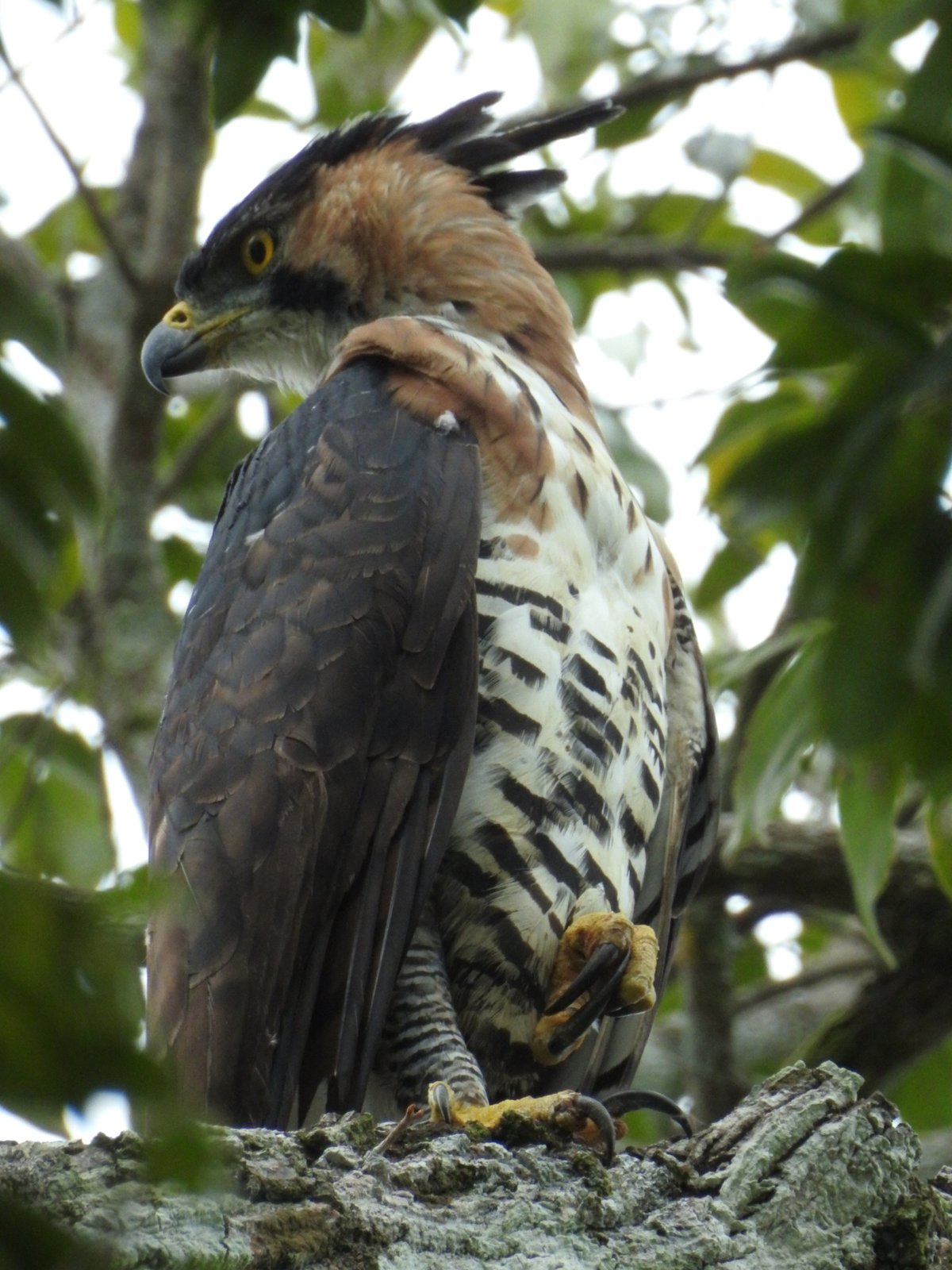 Bonte kuifarend (Spizaetus ornatus)