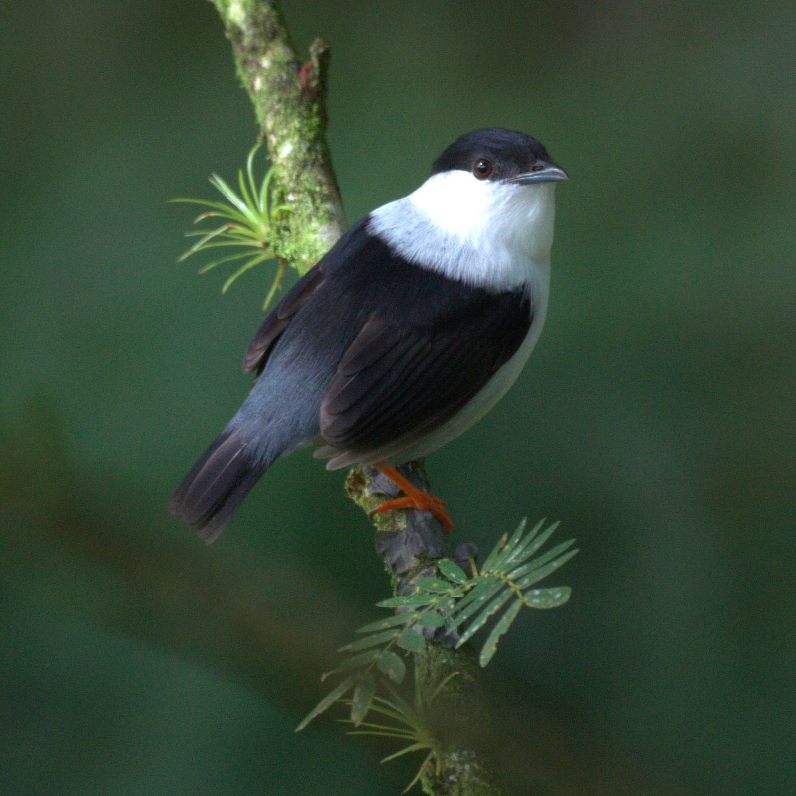 Bonte manakin (Manacus manacus)