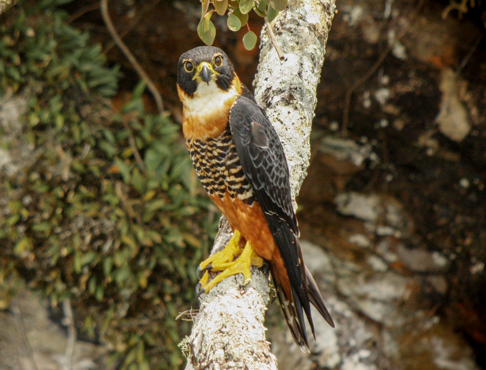 Bonte slechtvalk (Falco deiroleucus)