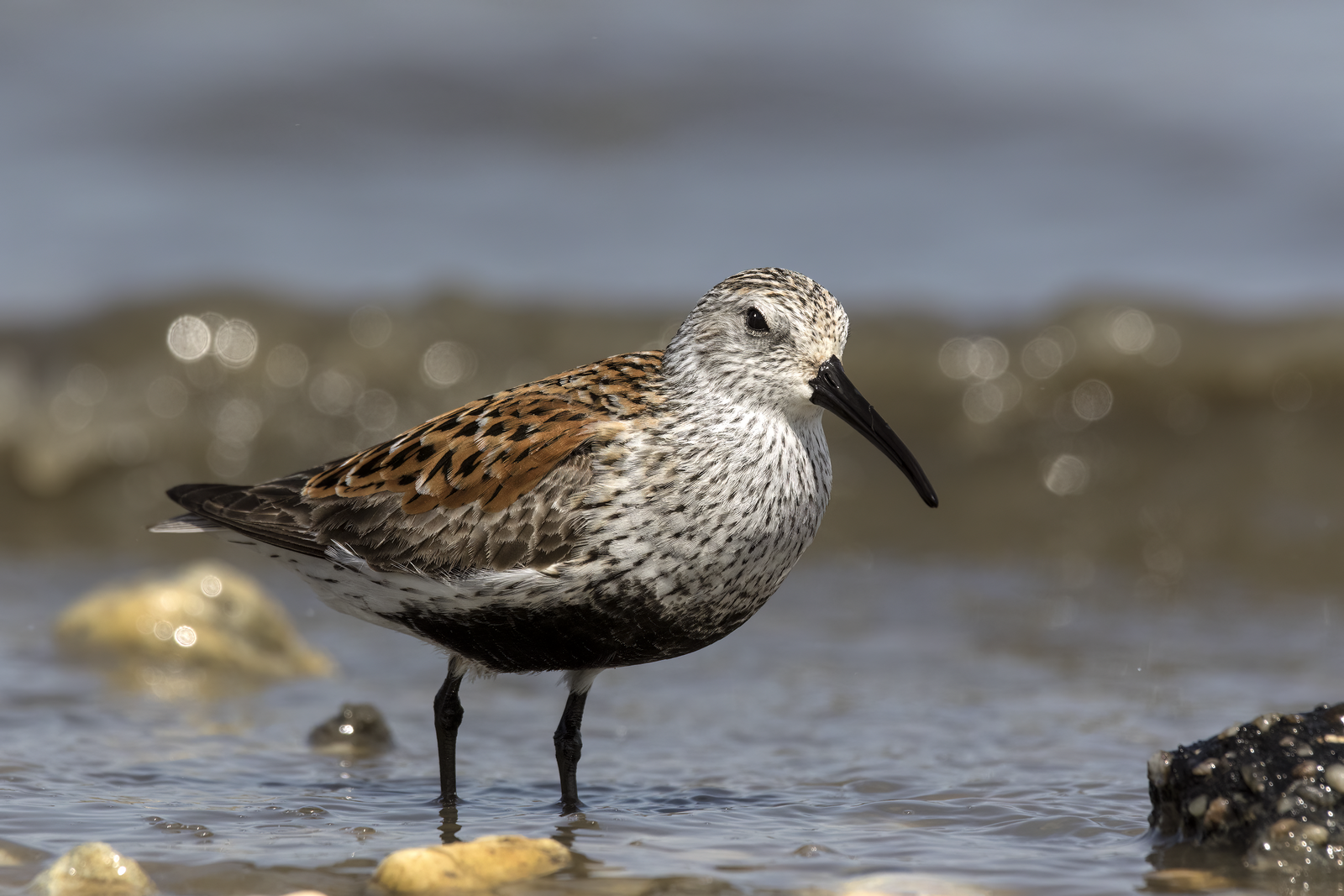 Bonte strandloper (Calidris alpina)