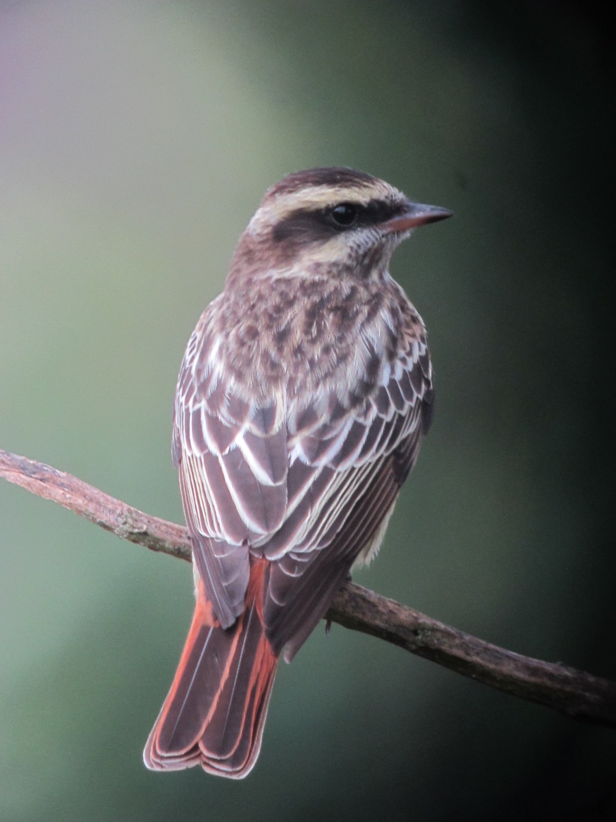 Bonte tiran (Empidonomus varius)