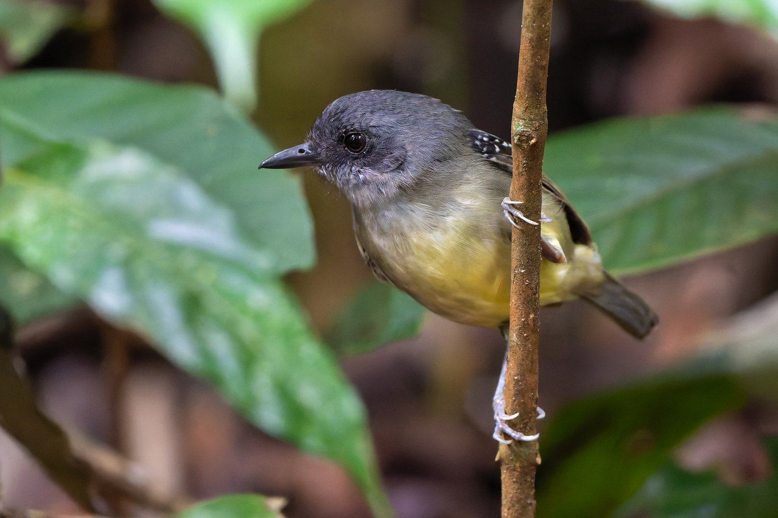 Bosmiervireo (Dysithamnus mentalis)