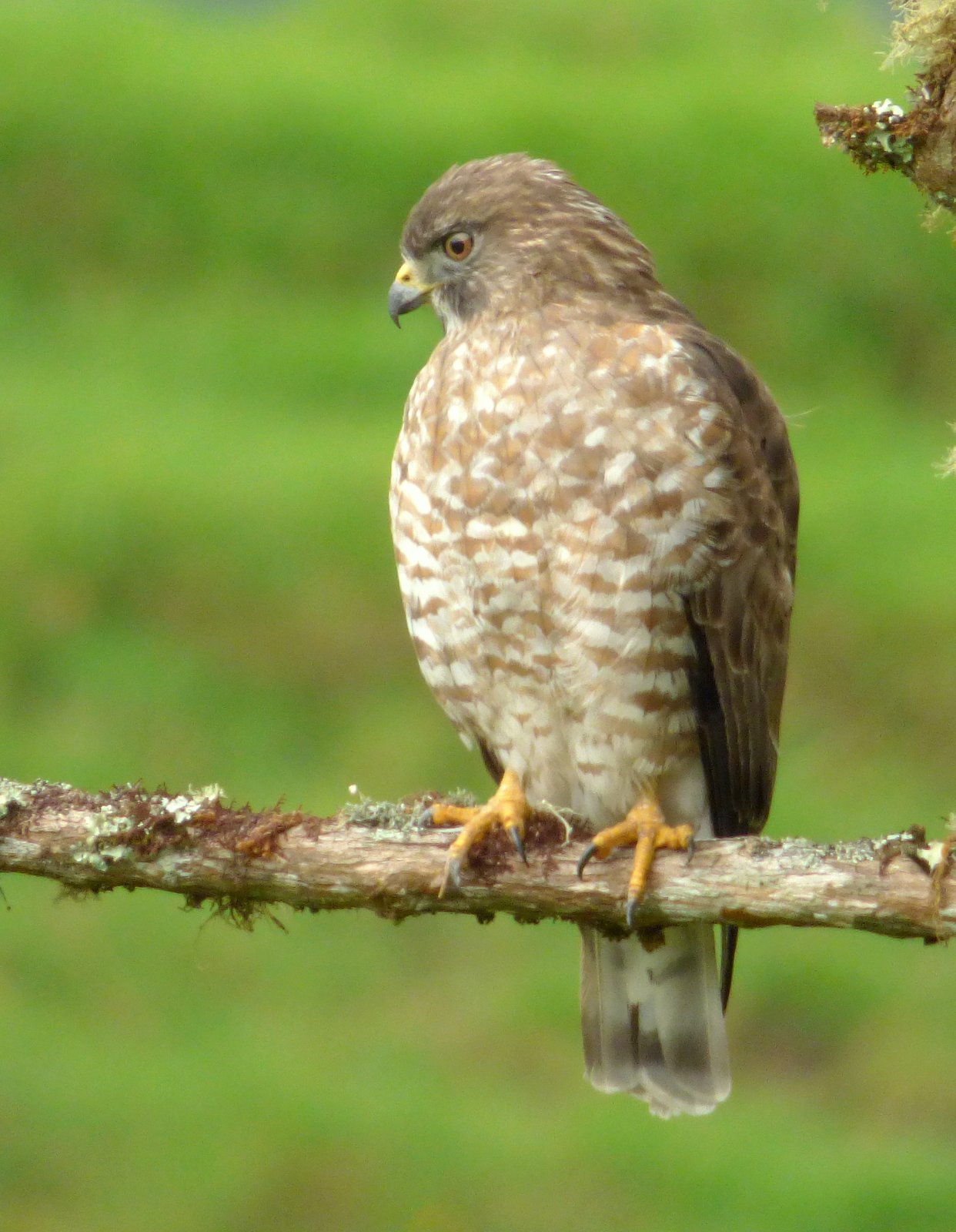 Breedvleugelbuizerd (Buteo platypterus)