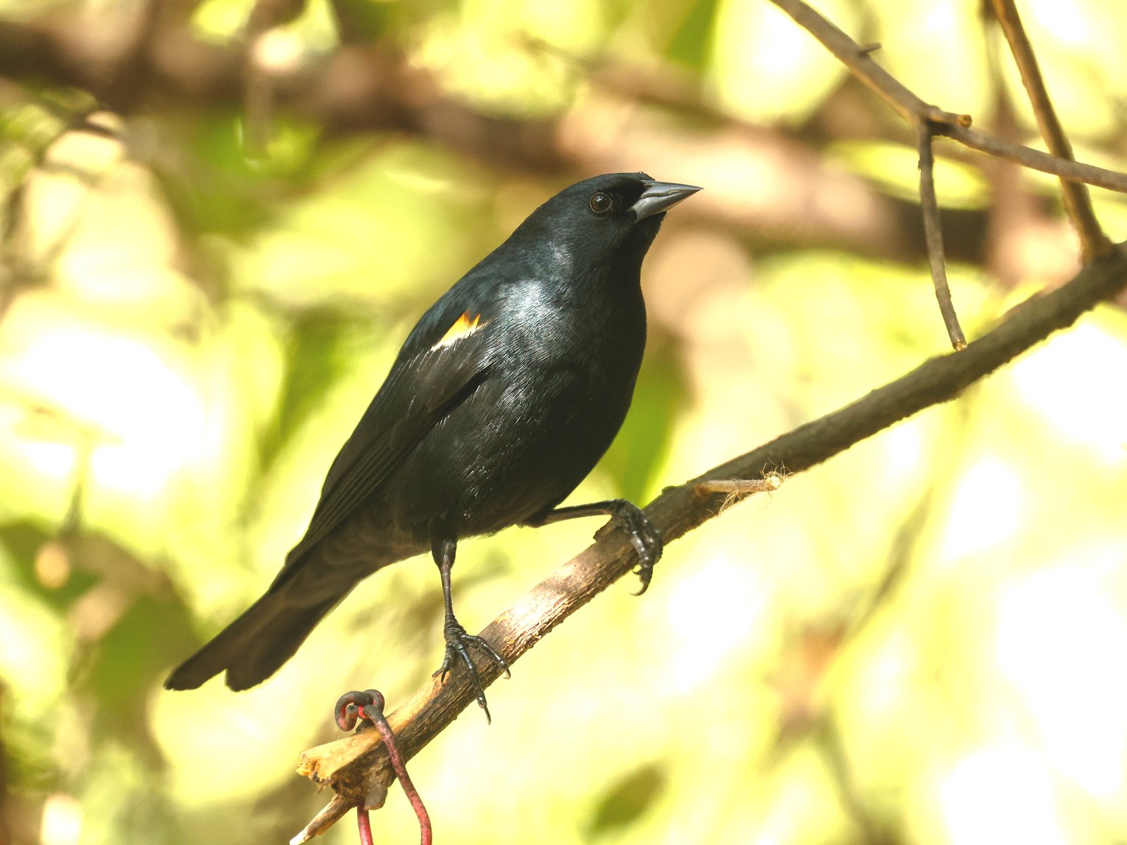 Bruinboegtroepiaal (Agelaius humeralis)