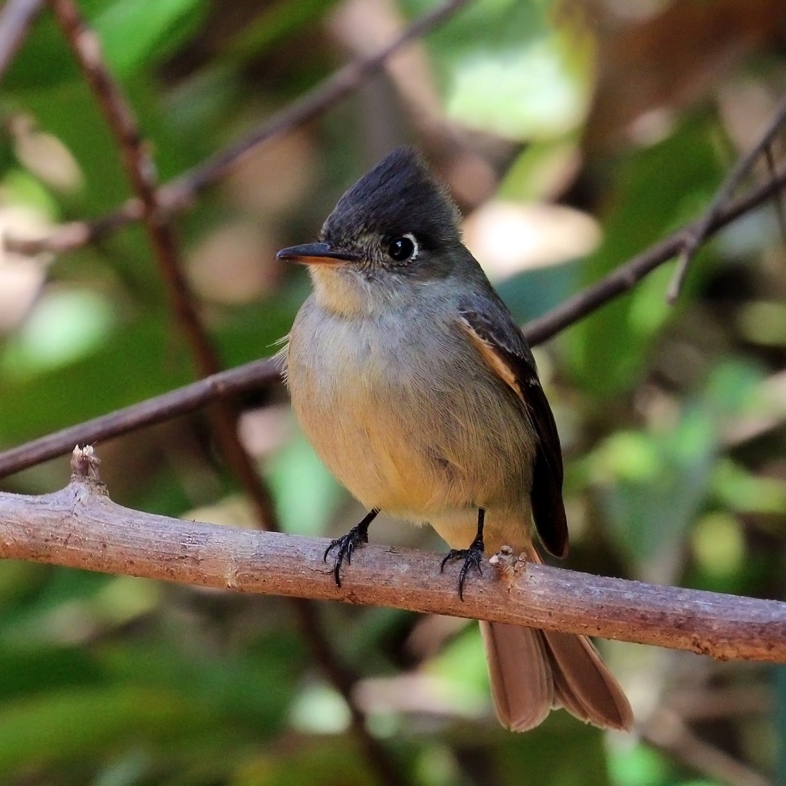 Bruinbuikpiewie (Contopus caribaeus)