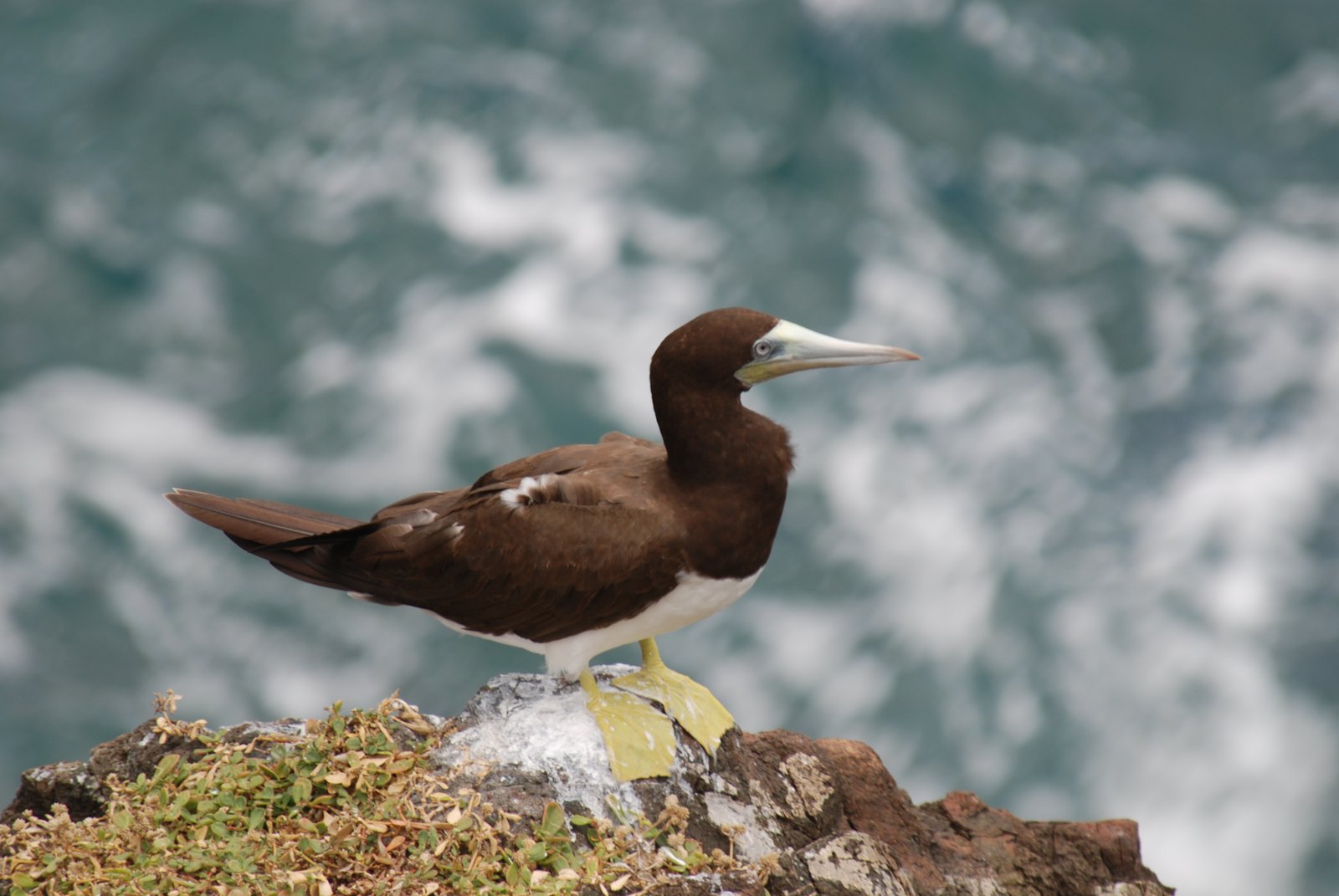 Bruine gent (Sula leucogaster)