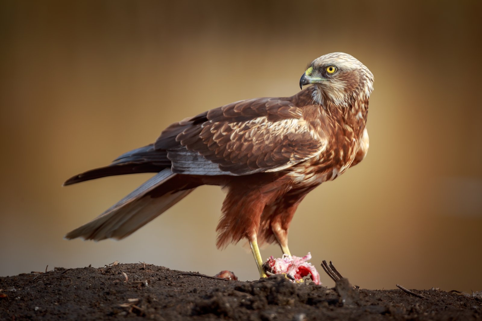 Bruine kiekendief (Circus aeruginosus)