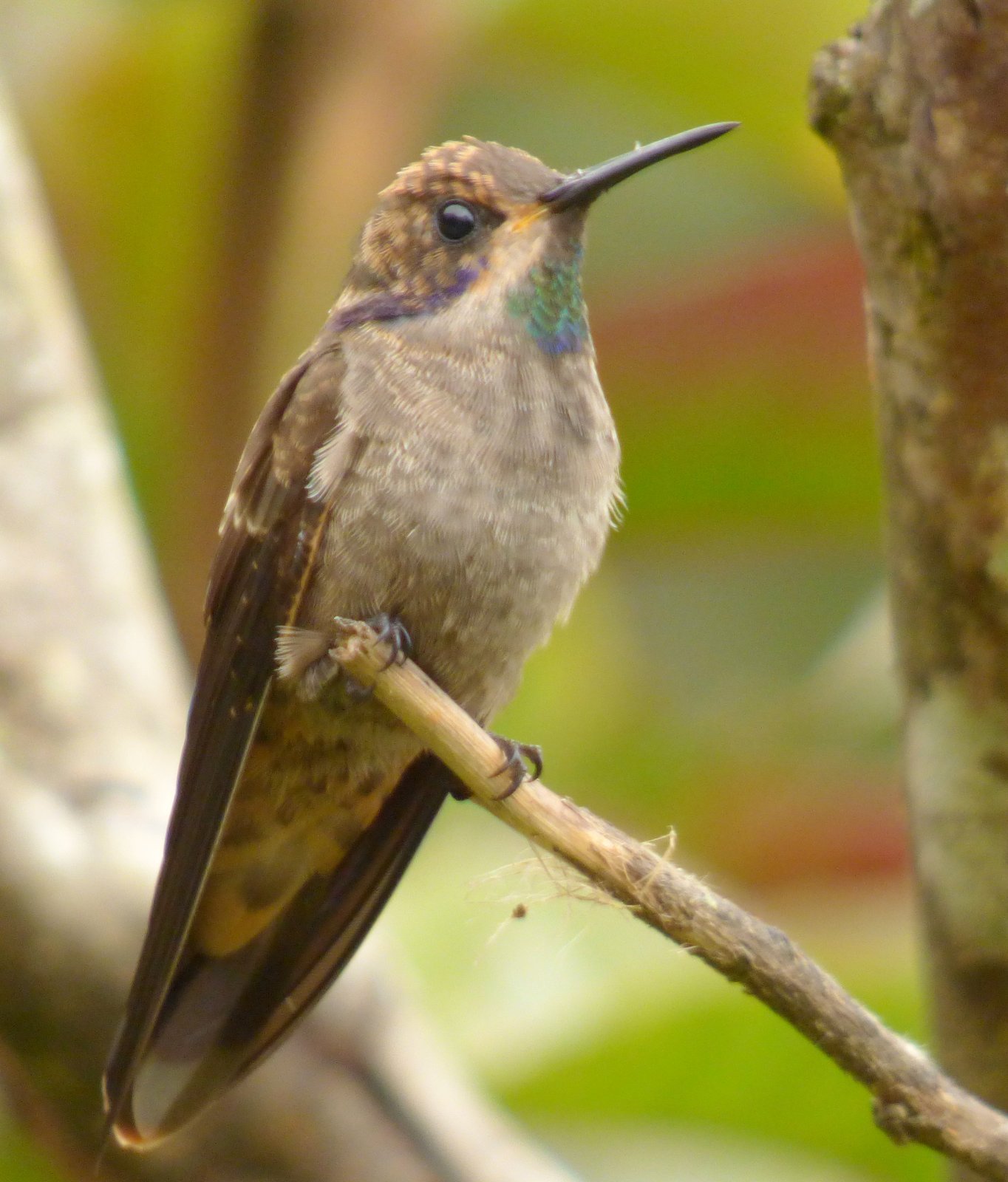Bruine violetoorkolibrie (Colibri delphinae)