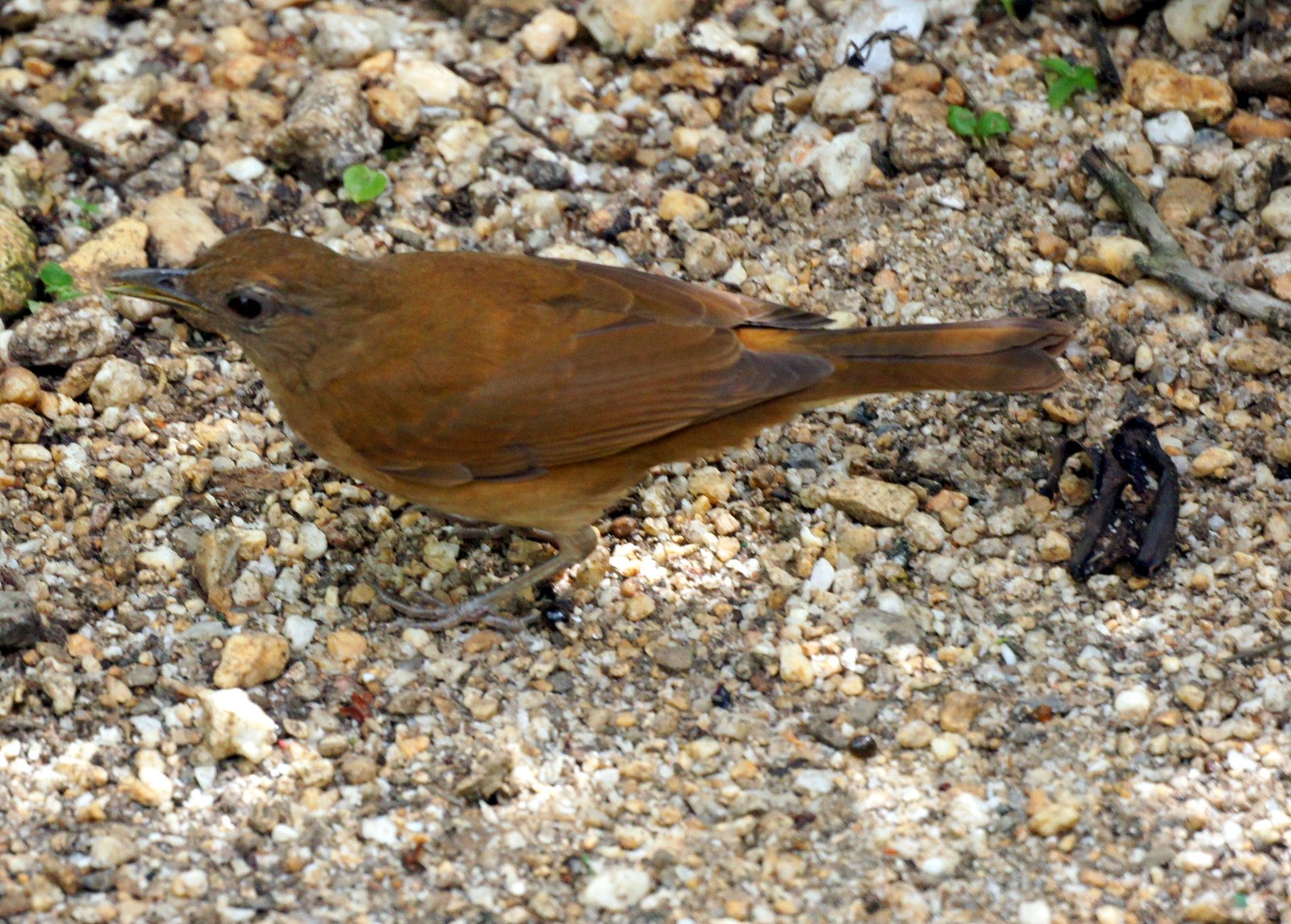 Cacaolijster (Turdus fumigatus)