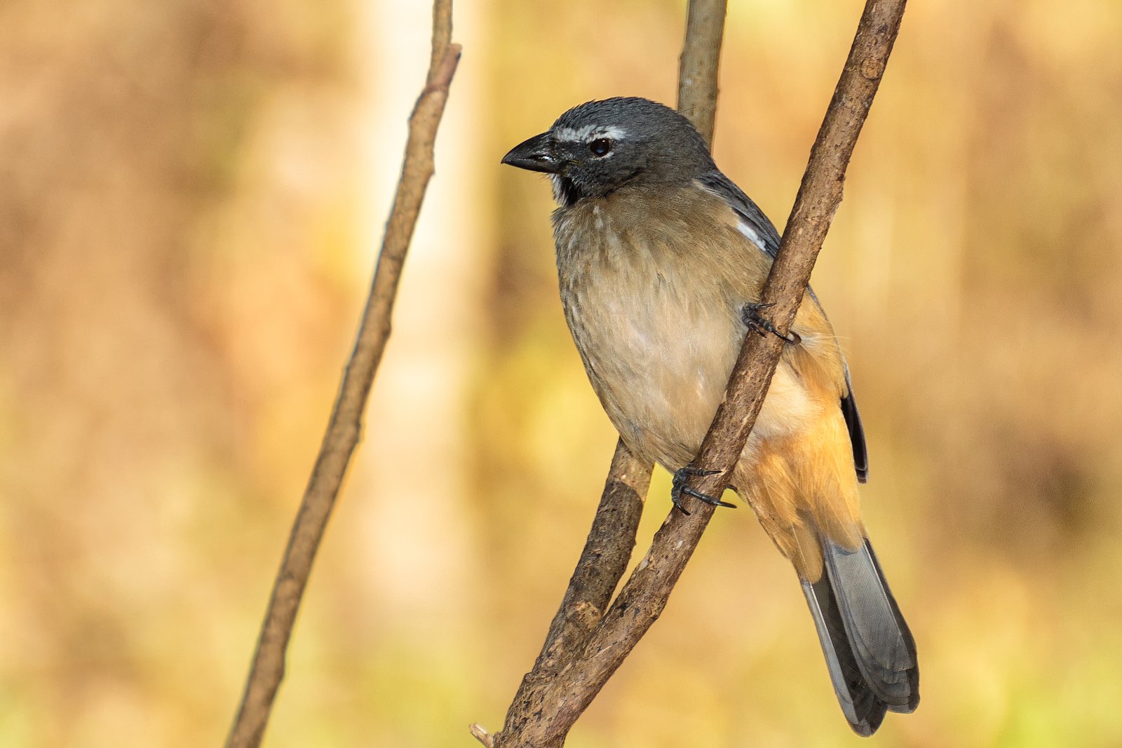 Caribische grijze saltator (Saltator olivascens)