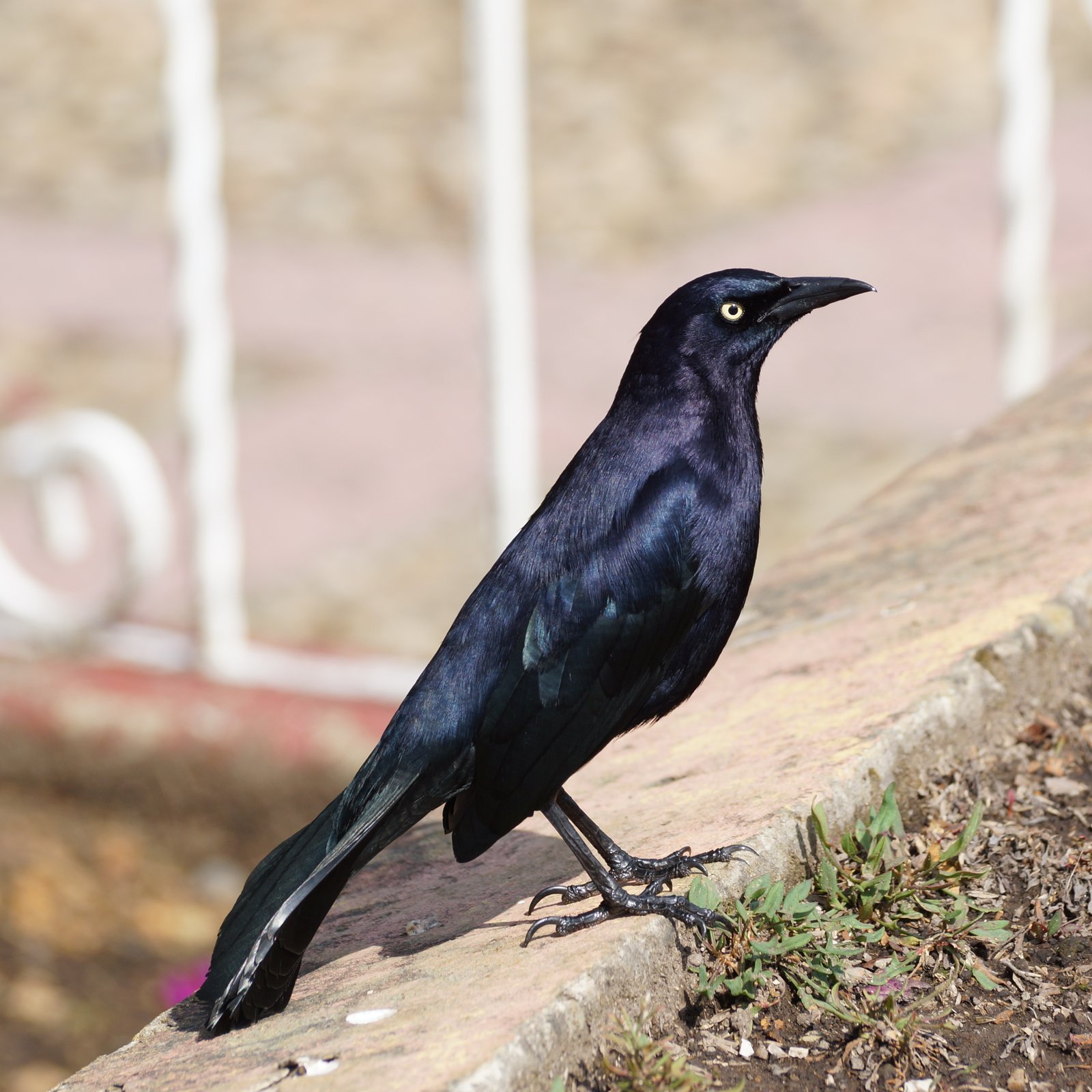 Caribische troepiaal (Quiscalus lugubris)
