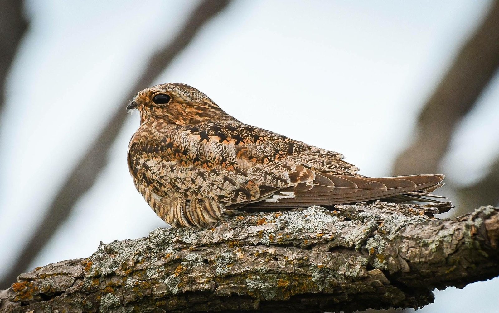 Carolinanachtzwaluw (Antrostomus carolinensis)