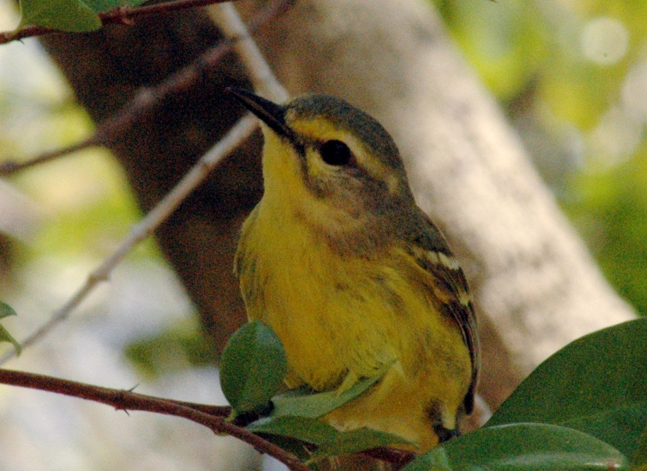 Caymanzanger (Setophaga vitellina)