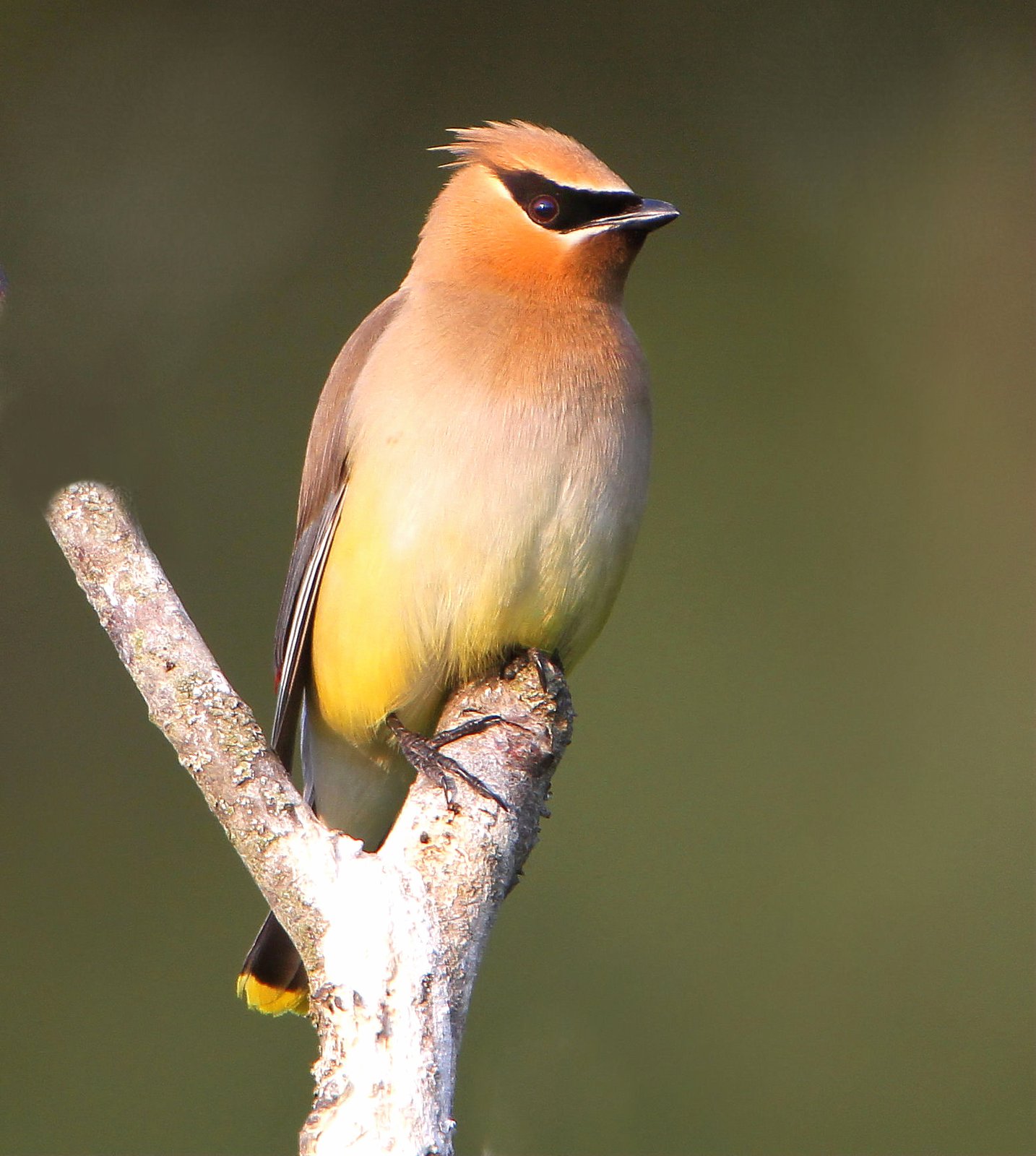 Cederpestvogel (Bombycilla cedrorum)
