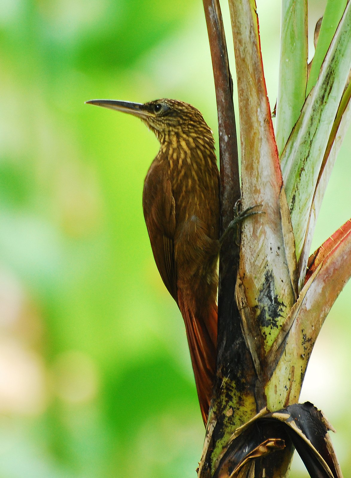 Cocoamuisspecht (Xiphorhynchus susurrans)