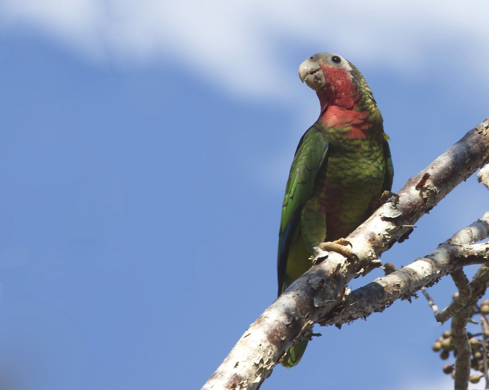 Cubaanse amazone (Amazona leucocephala)