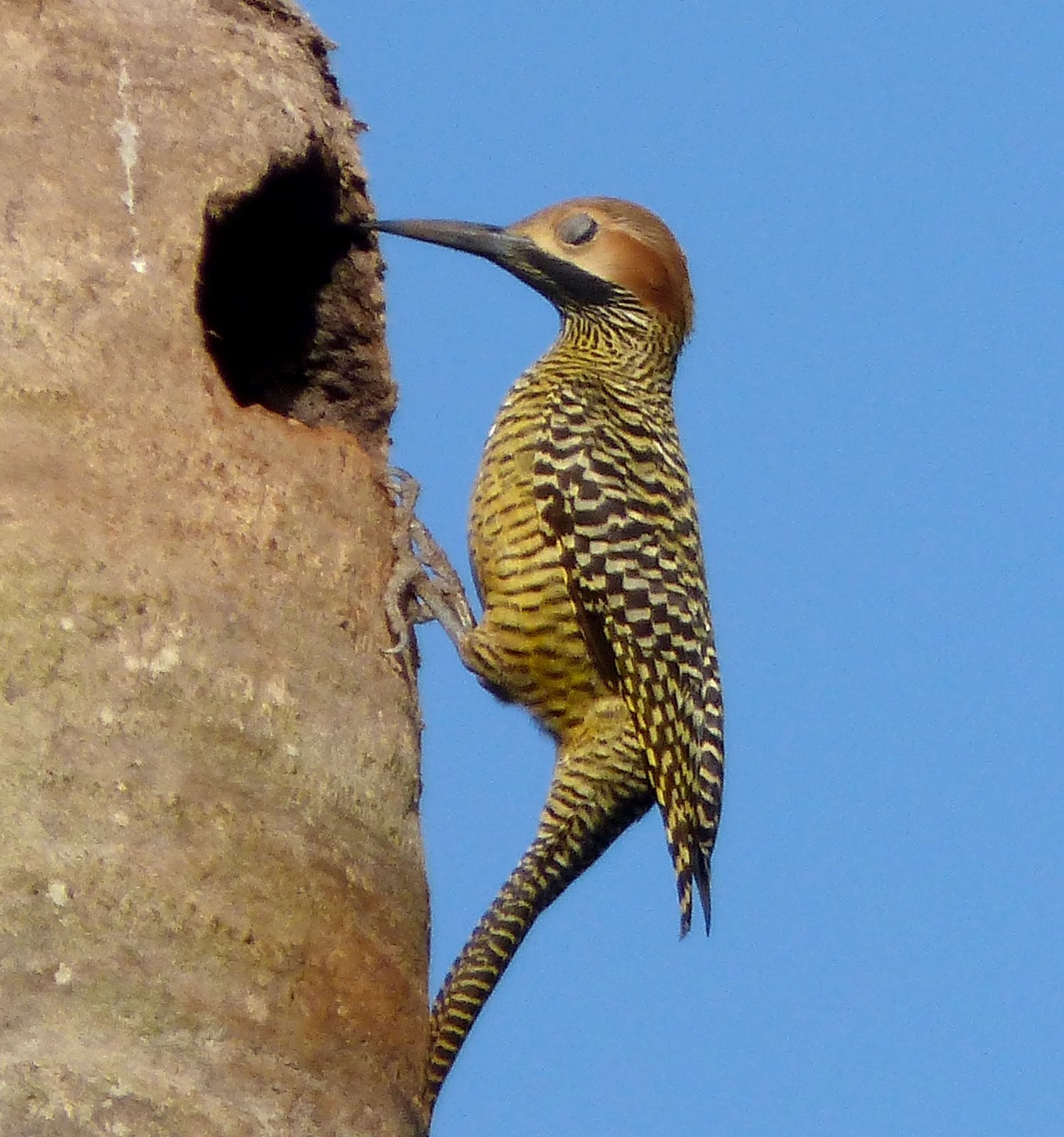 Cubaanse grondspecht (Colaptes fernandinae)