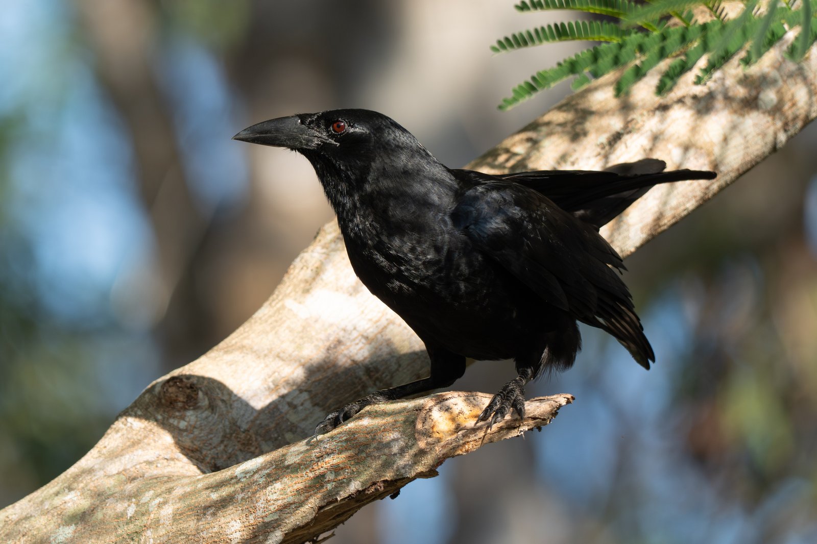 Cubaanse kraai (Corvus nasicus)