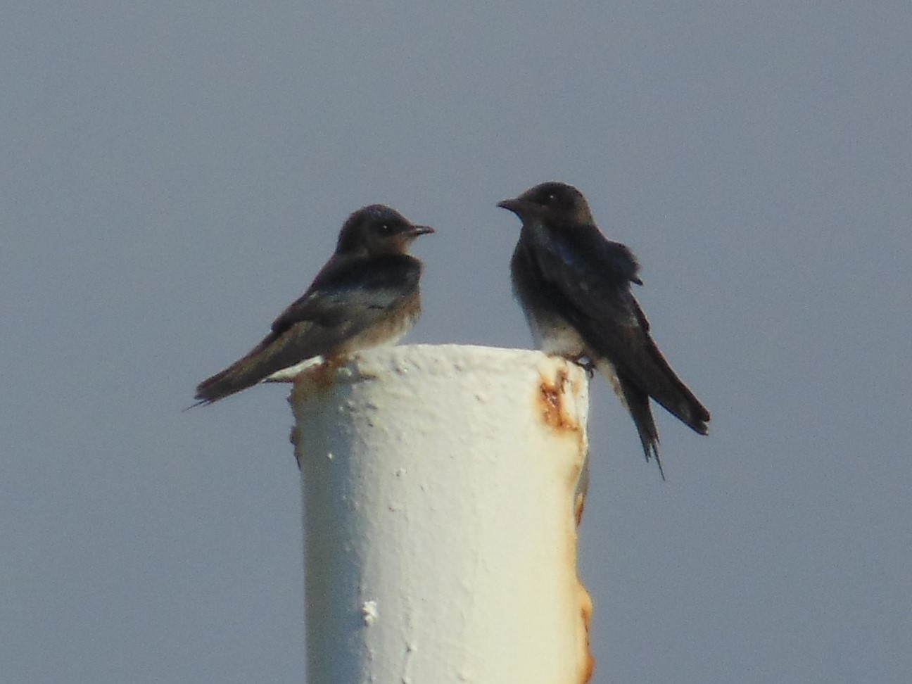 Cubaanse purperzwaluw (Progne cryptoleuca)