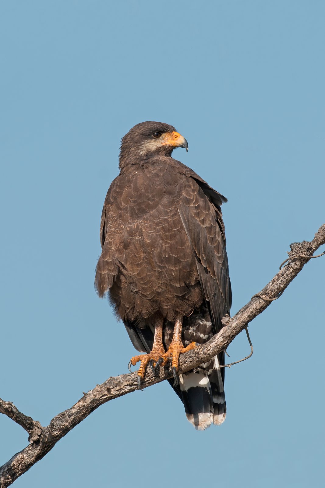 Cubaanse zwarte buizerd (Buteogallus gundlachii)