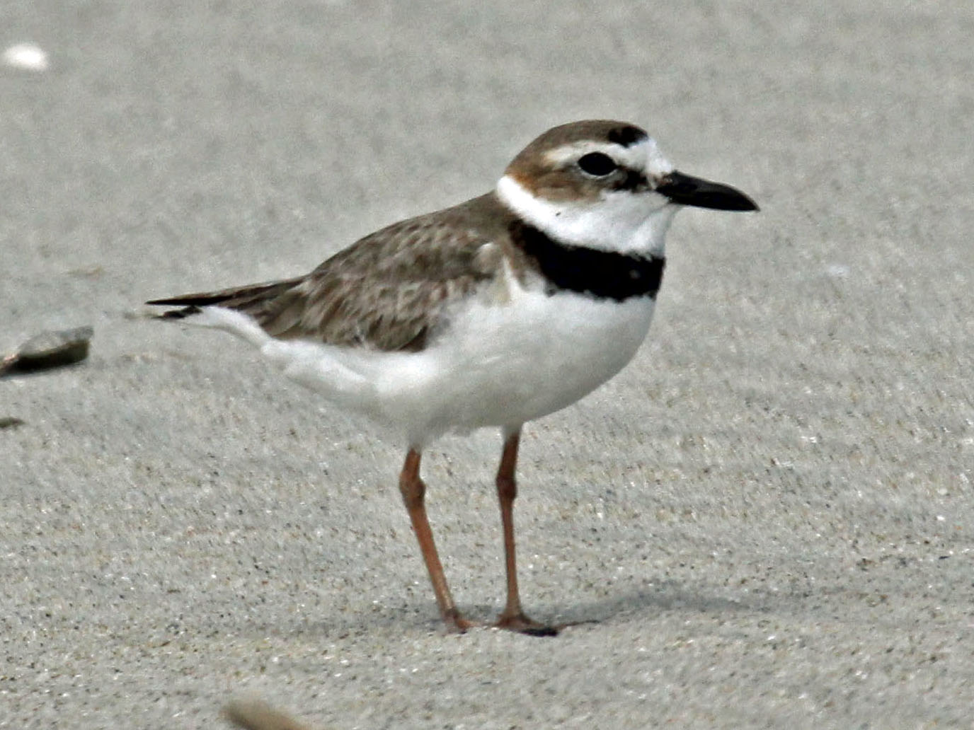 Dikbekplevier (Anarhynchus wilsonia)