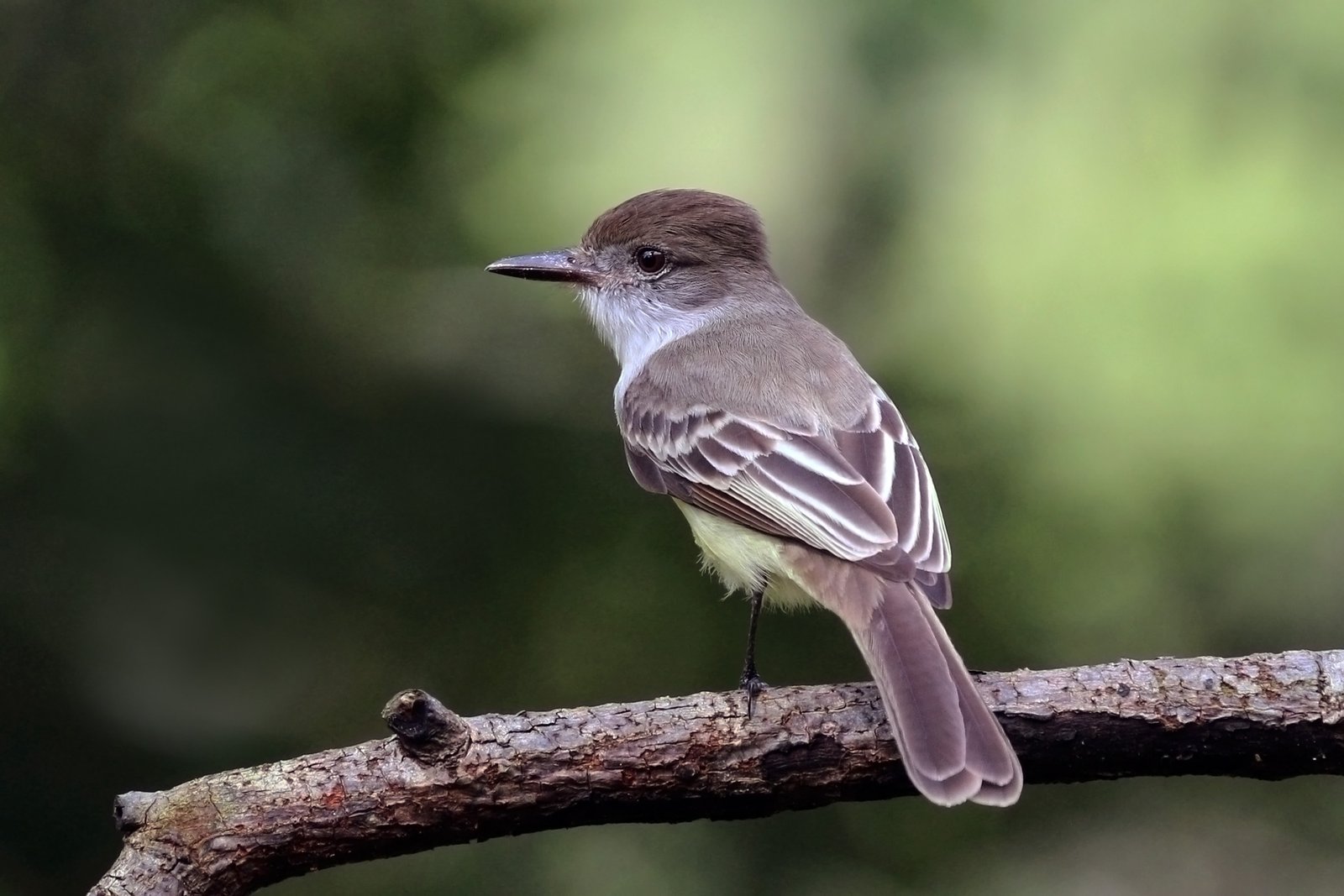 Dikkoptiran (Myiarchus stolidus)