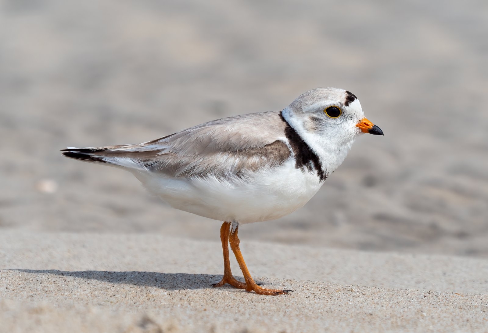 Dwergplevier (Charadrius melodus)