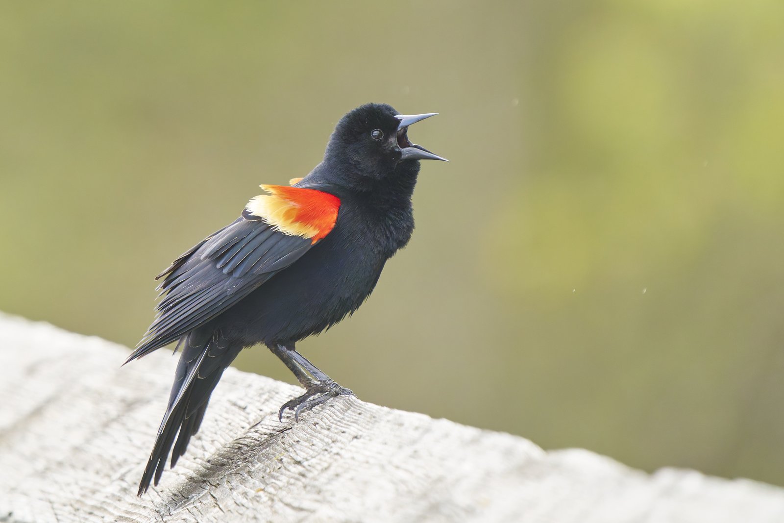 Epauletspreeuw (Agelaius phoeniceus)