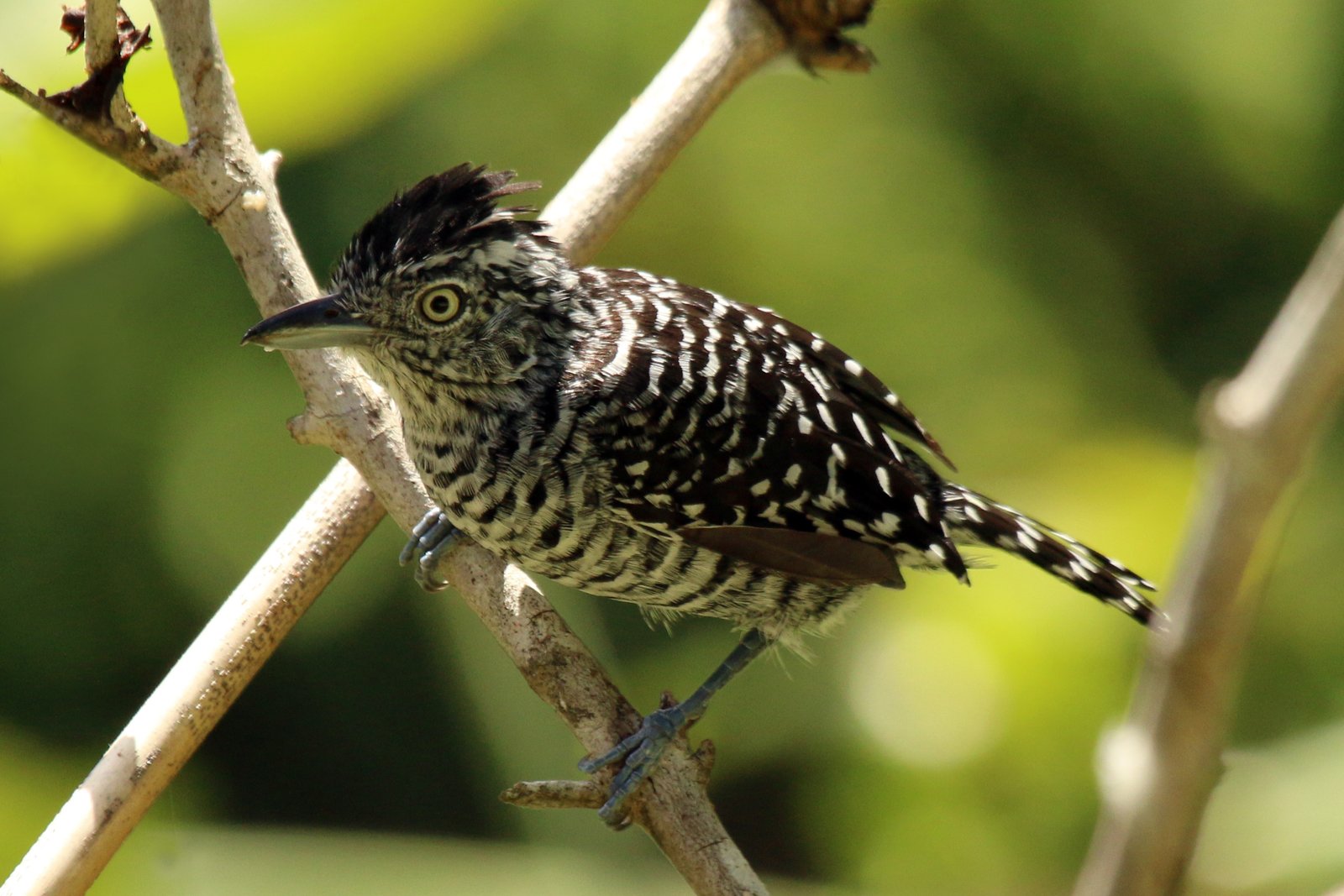 Gebandeerde mierklauwier (Thamnophilus doliatus)