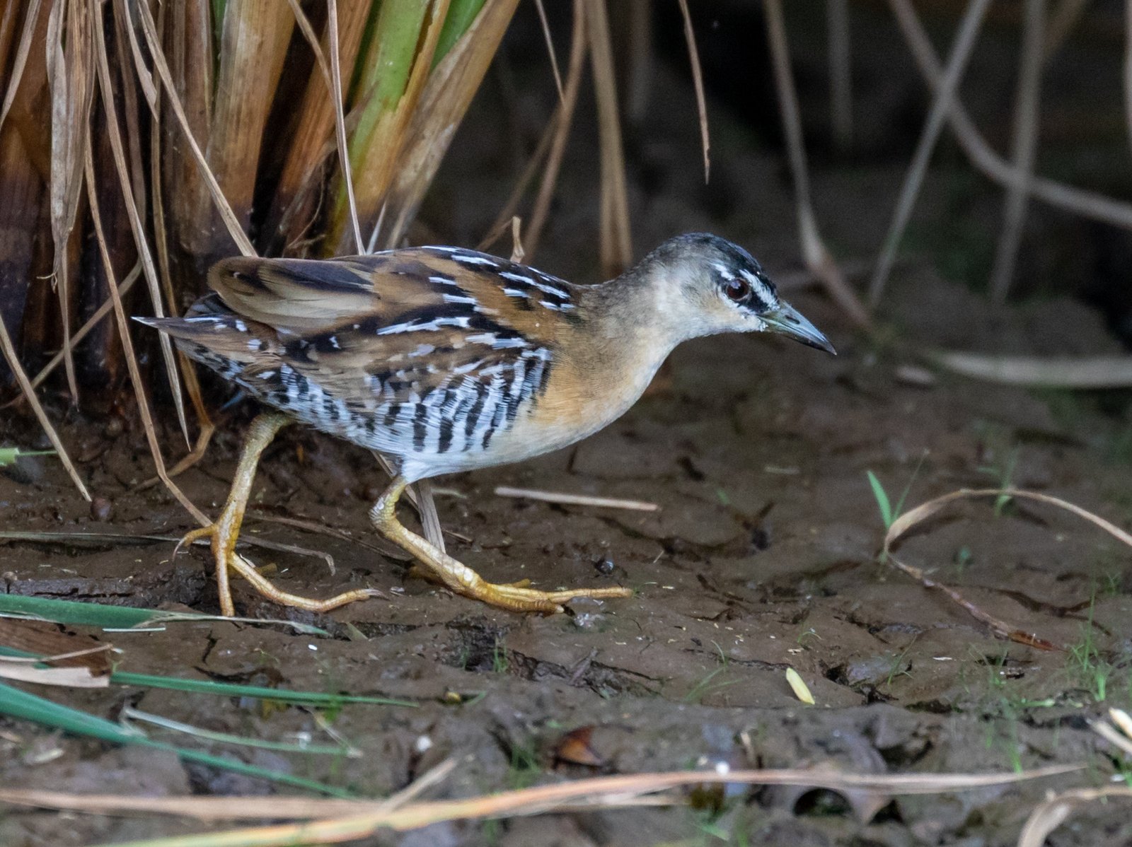 Geelbuikporseleinhoen (Laterallus flaviventer)