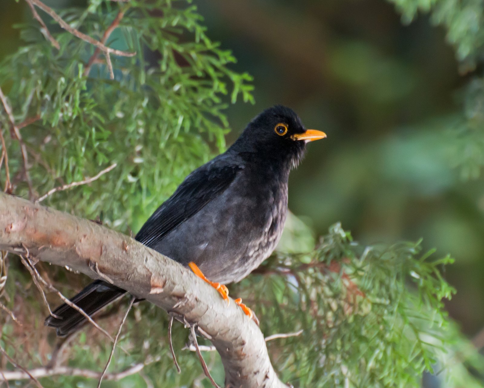 Geelpootlijster (Turdus flavipes)
