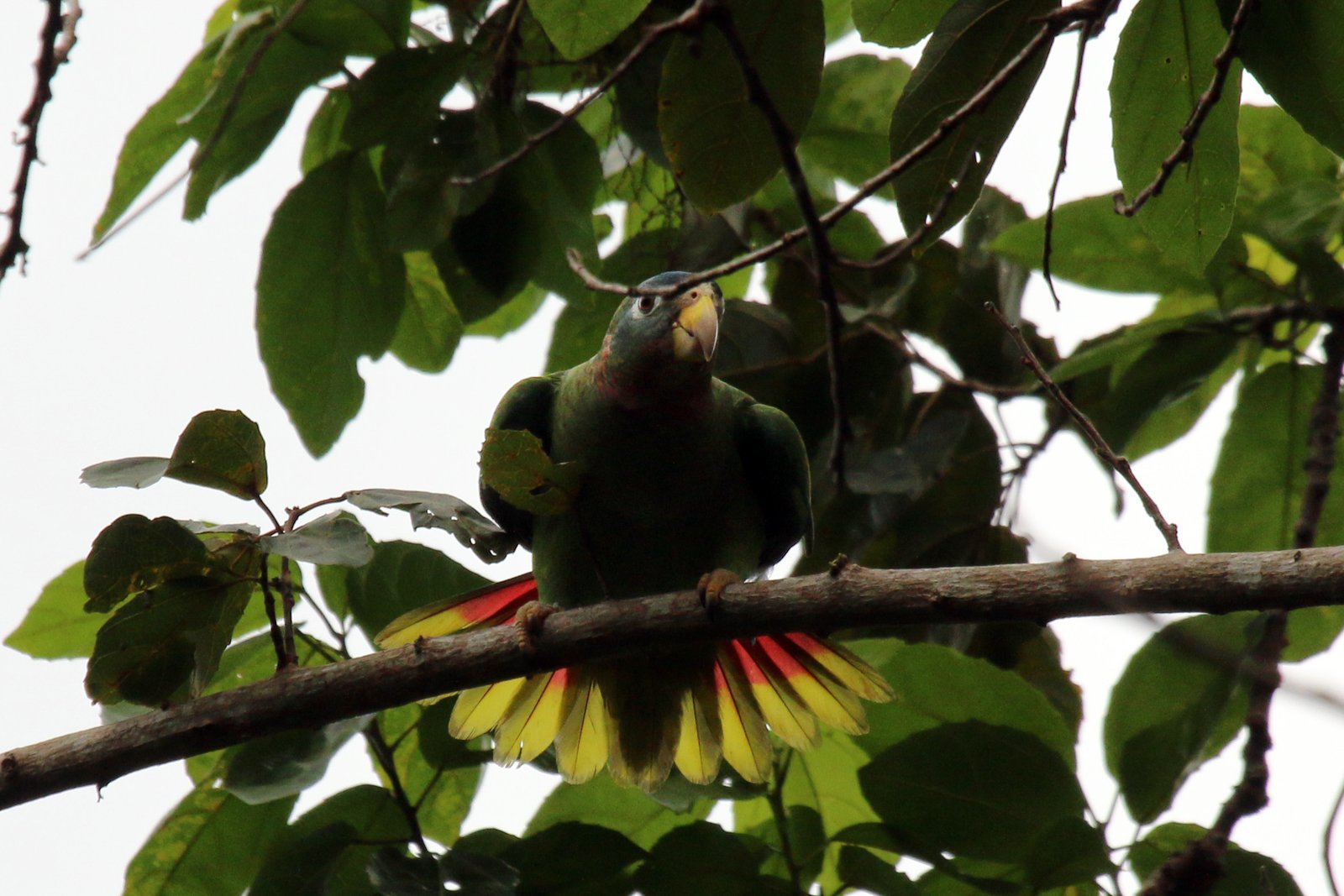 Geelsnavelamazone (Amazona collaria)