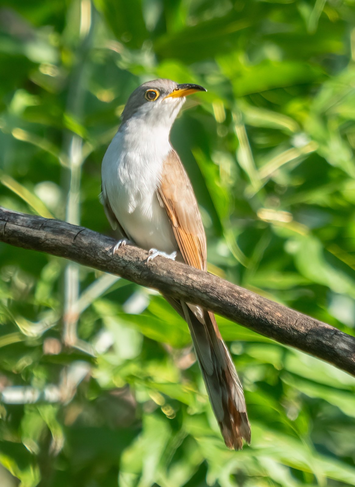 Geelsnavelkoekoek (Coccyzus americanus)