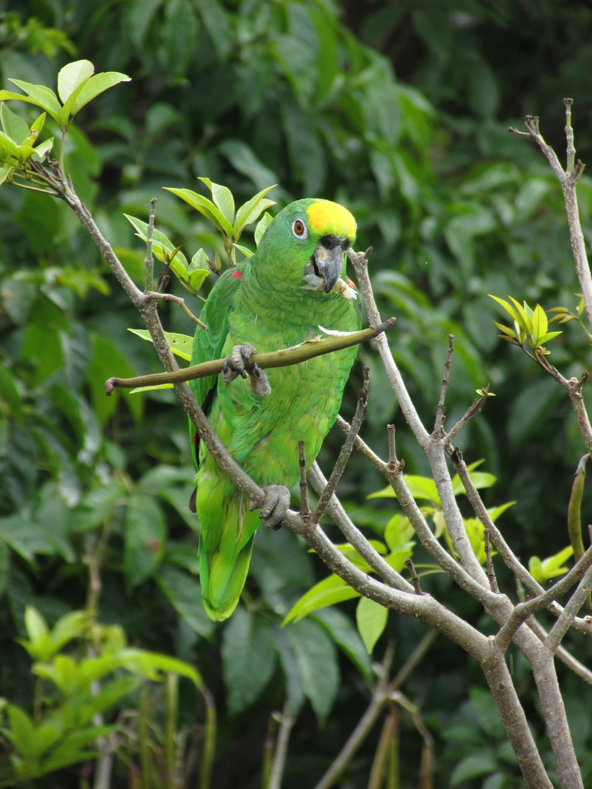 Geelvoorhoofdamazone (Amazona ochrocephala)