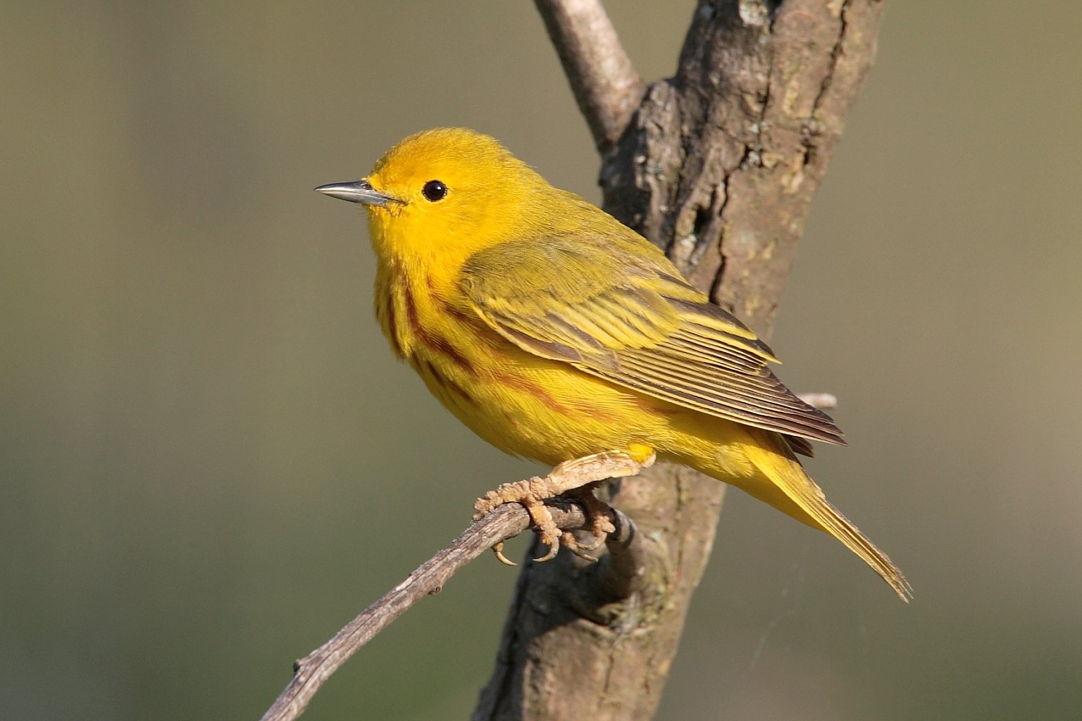 Gele zanger (Setophaga aestiva)