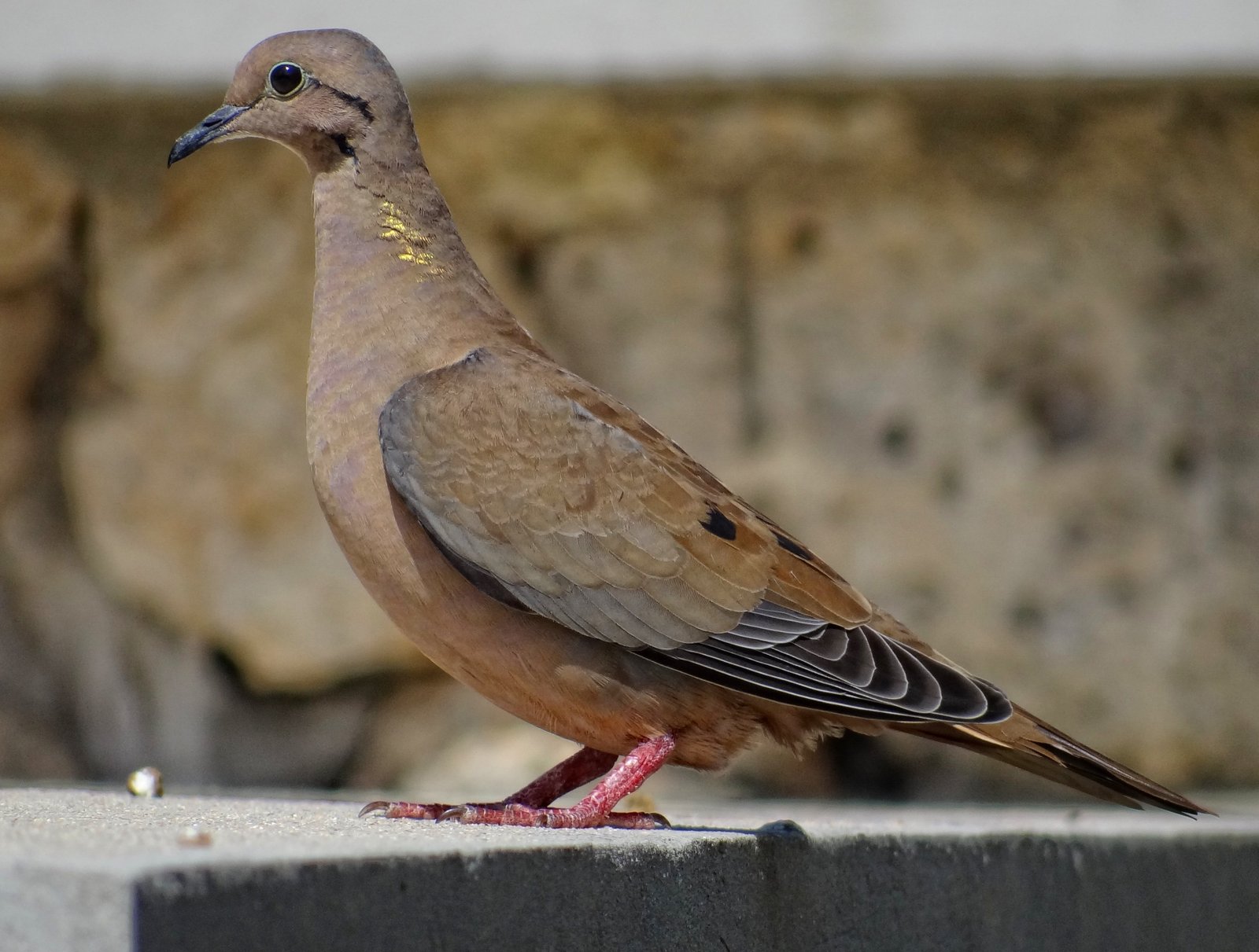 Geoorde treurduif (Zenaida auriculata)