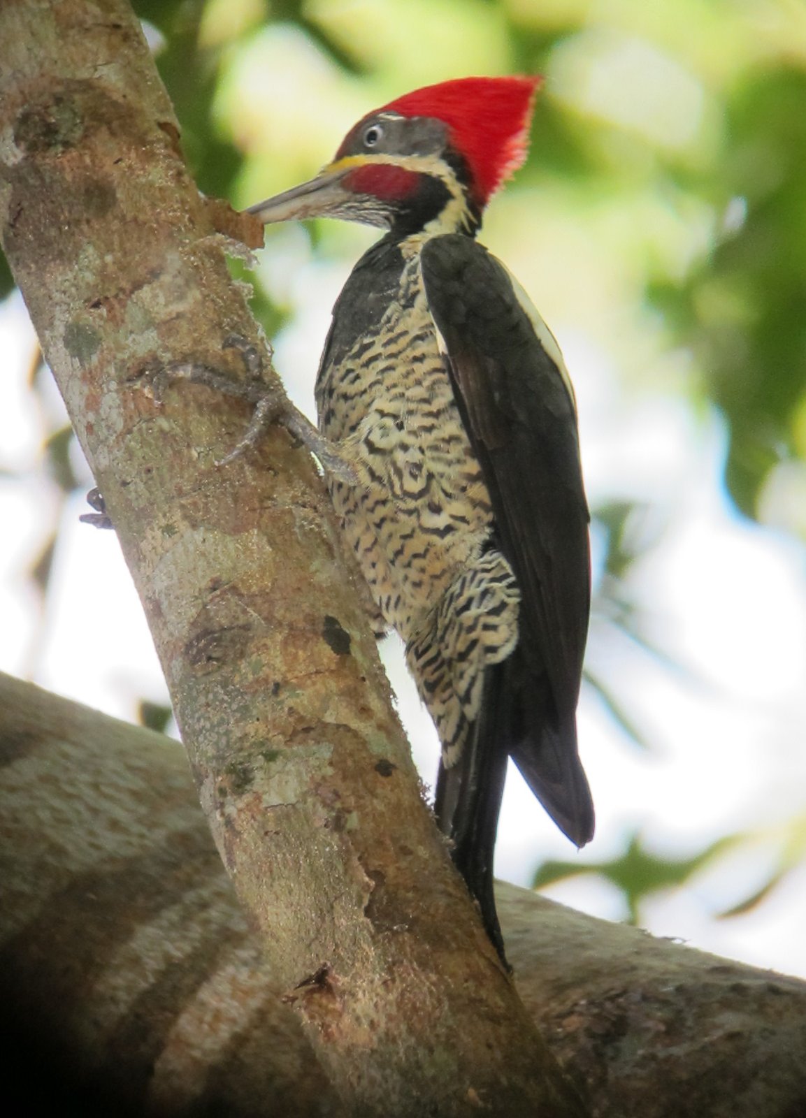 Gestreepte helmspecht (Dryocopus lineatus)