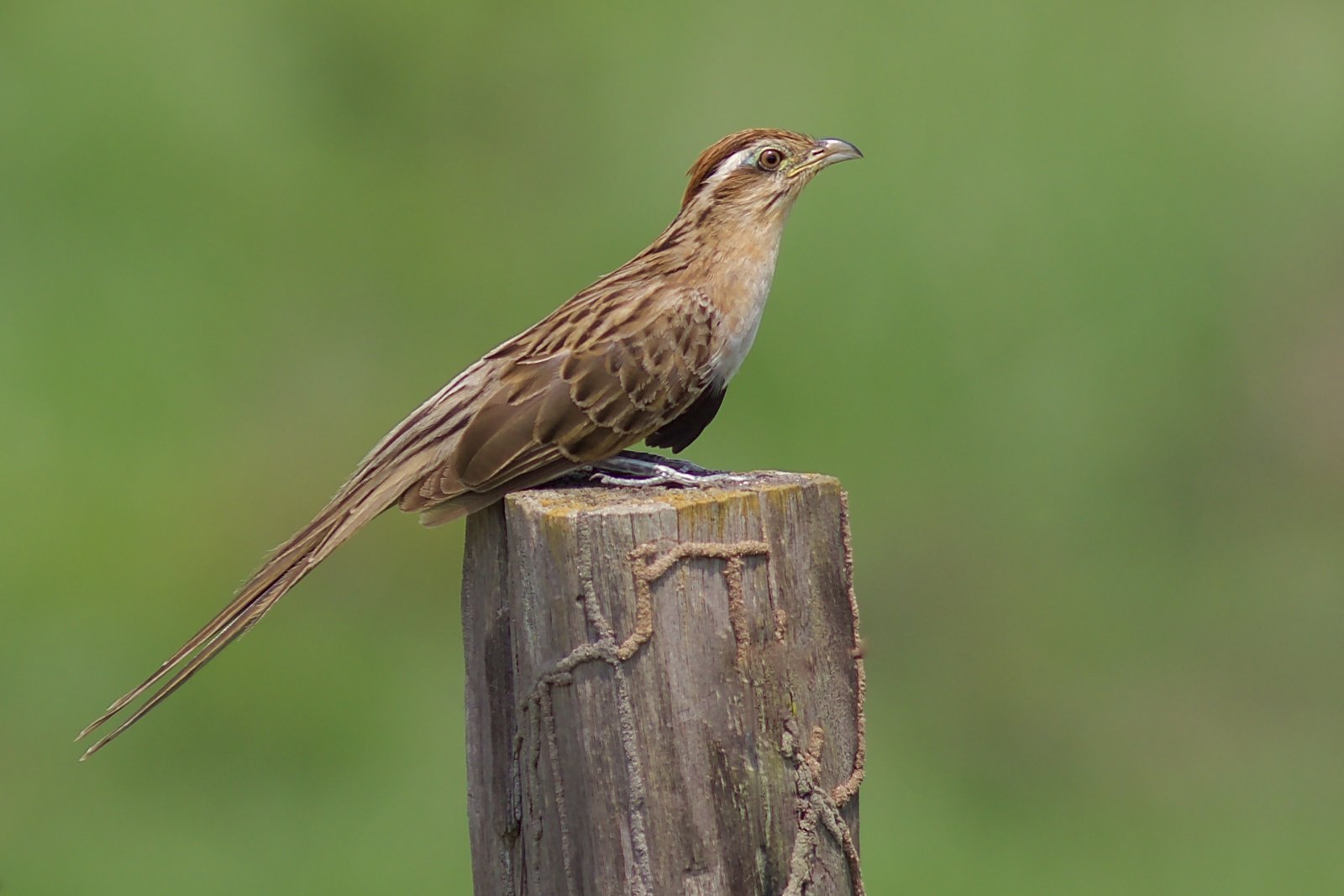 Gestreepte koekoek (Tapera naevia)