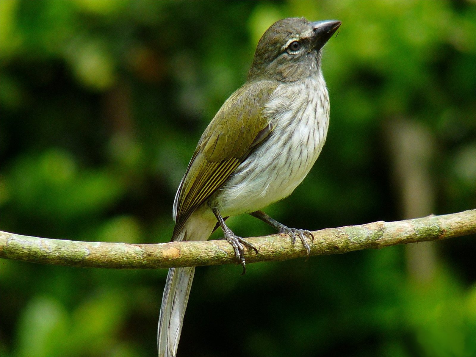 Gestreepte saltator (Saltator striatipectus)