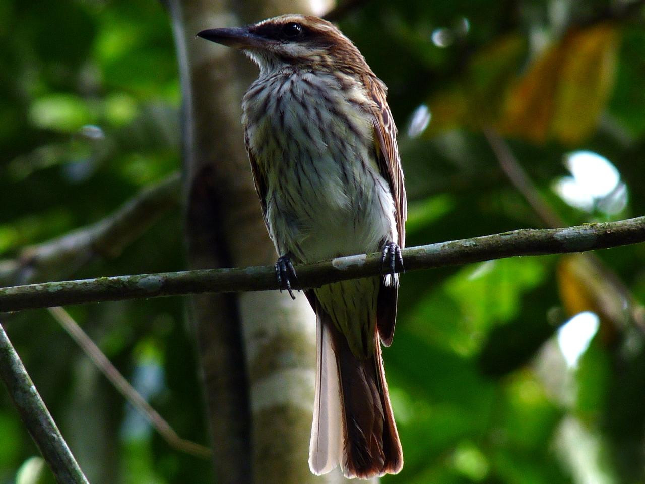 Gestreepte tiran (Myiodynastes maculatus)