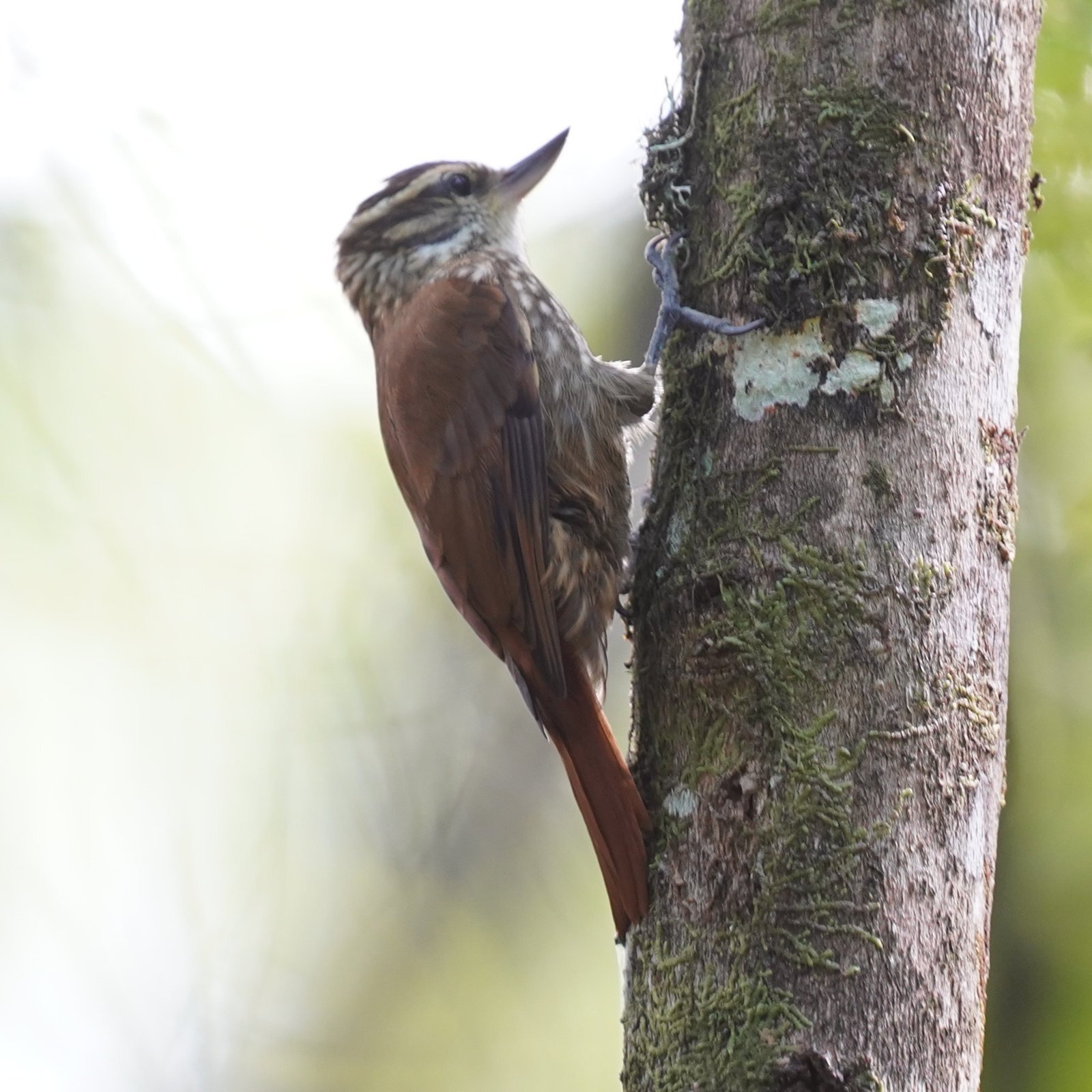 Gestreepte xenops (Xenops rutilans)