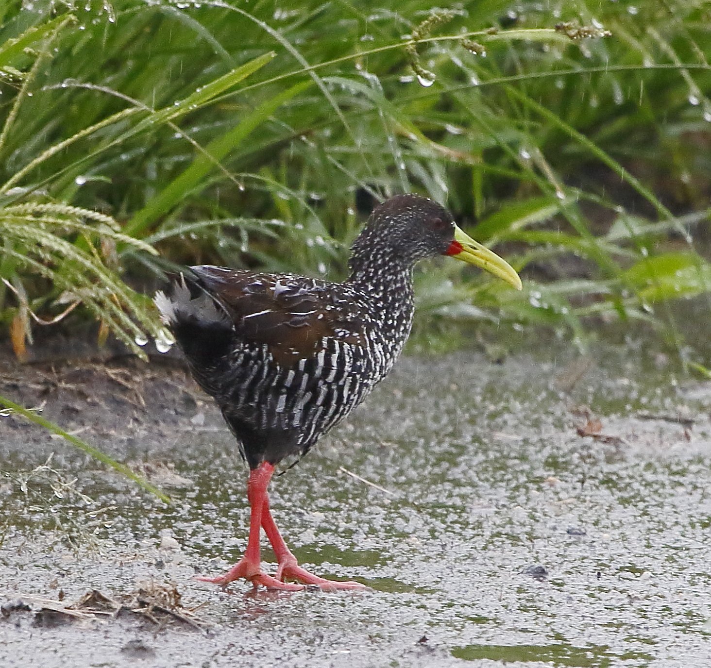 Gevlekte ral (Pardirallus maculatus)