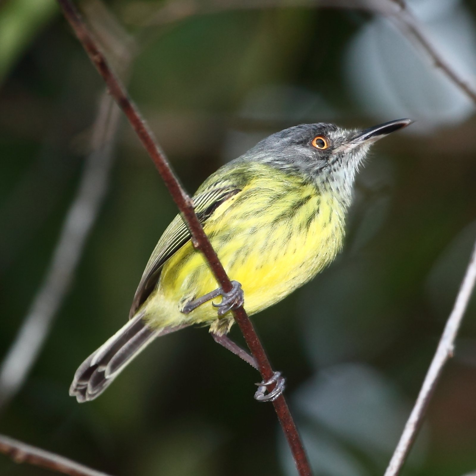Gevlekte schoffelsnavel (Todirostrum maculatum)
