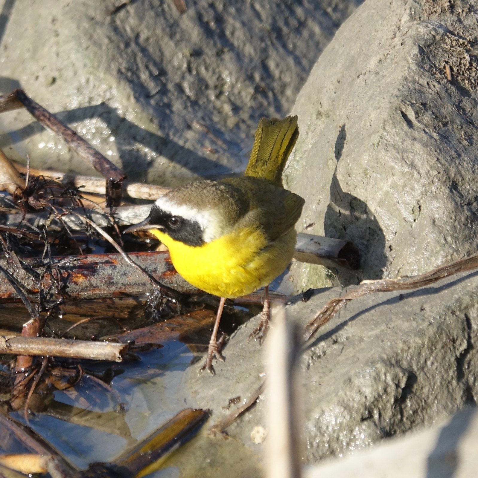 Gewone maskerzanger (Geothlypis trichas)