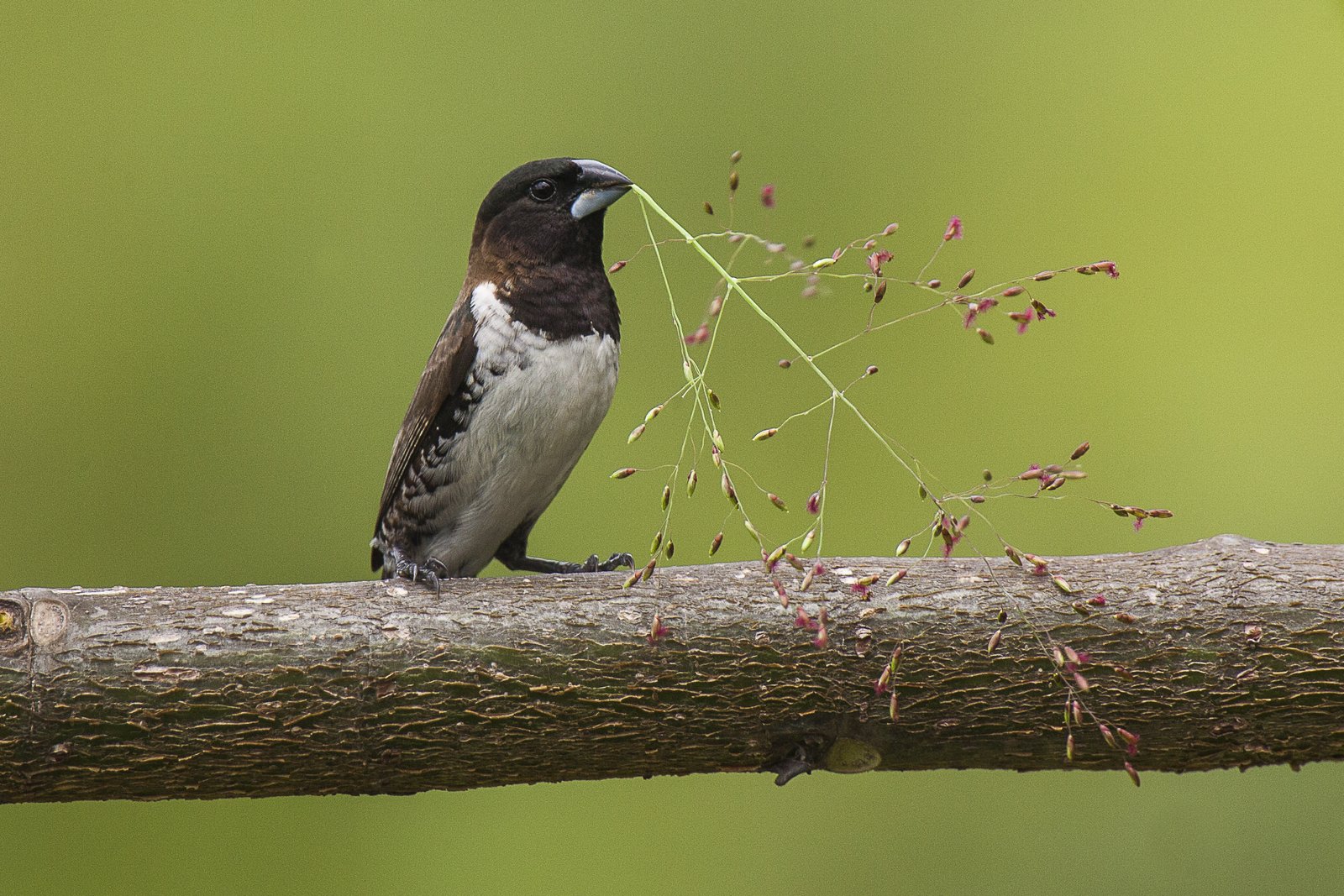 Gewoon ekstertje (Spermestes cucullata)