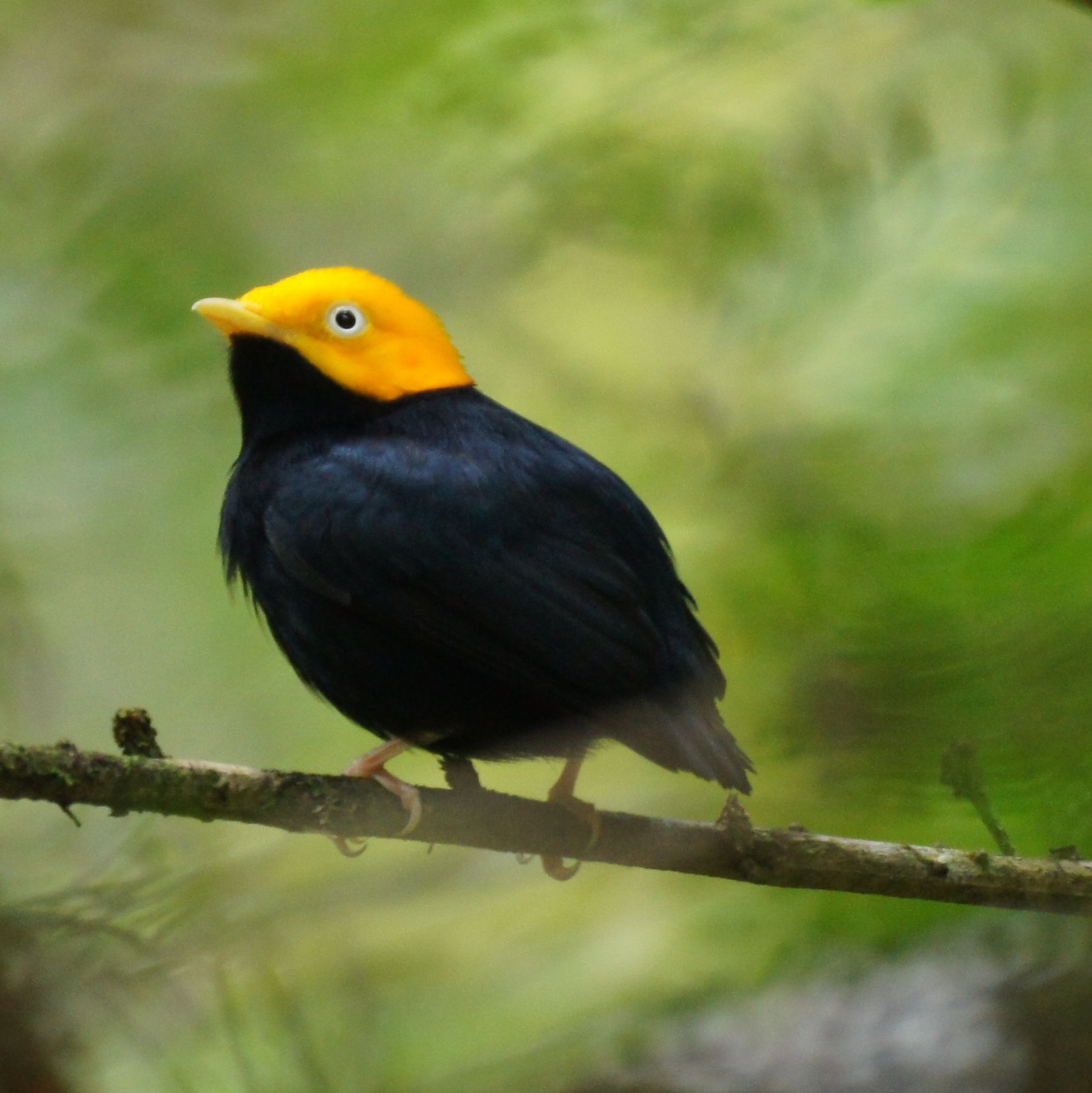 Goudkopmanakin (Ceratopipra erythrocephala)