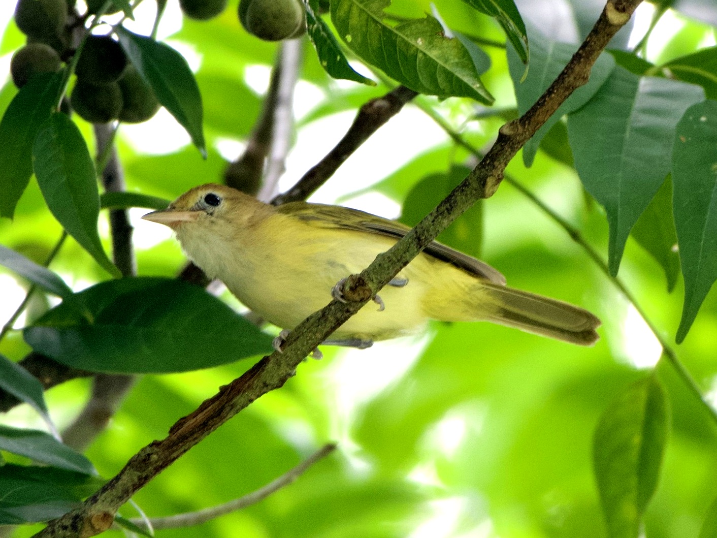 Goudvoorhoofdvireo (Pachysylvia aurantiifrons)