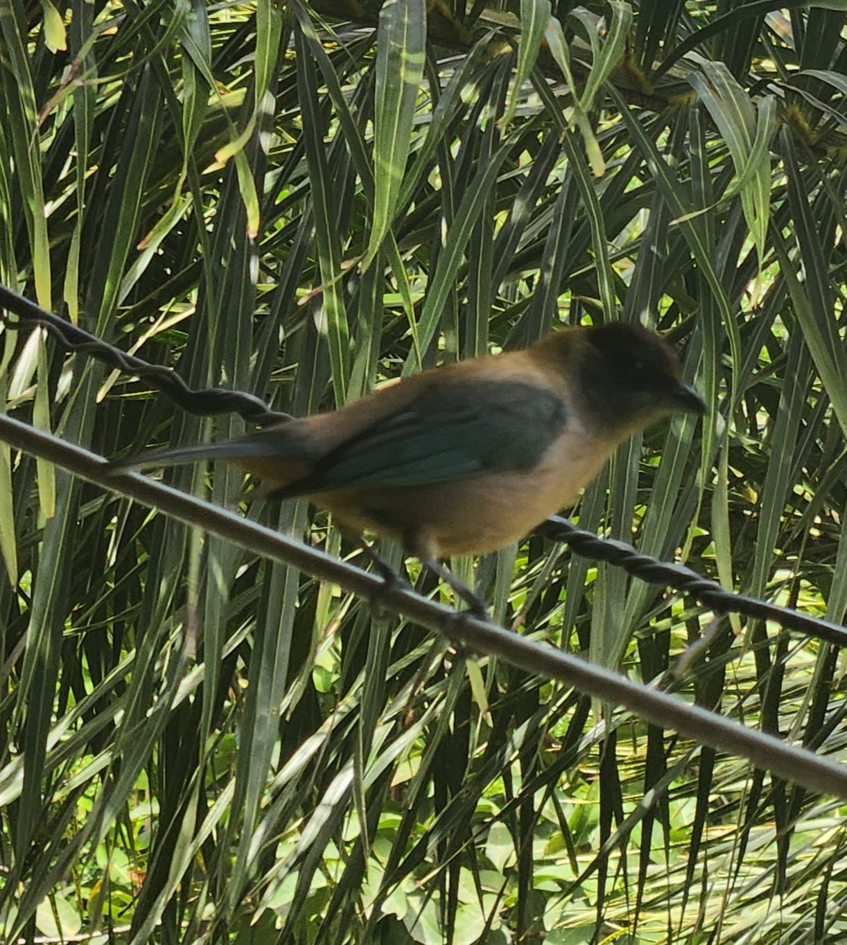 Grenadatangare (Stilpnia cucullata)